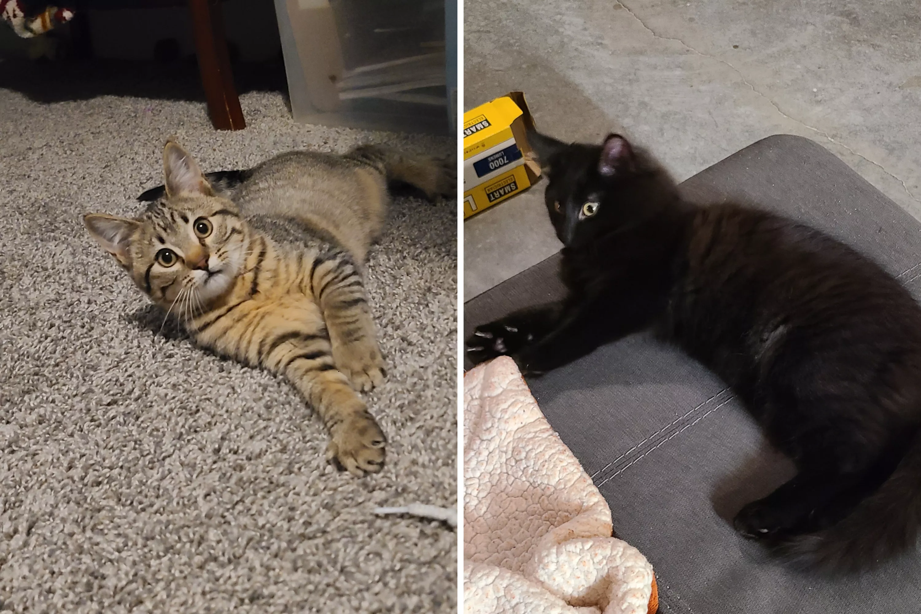 Woman's Incredible Surprise Months After Losing Cat: 'Chose You' - Vimarsana News