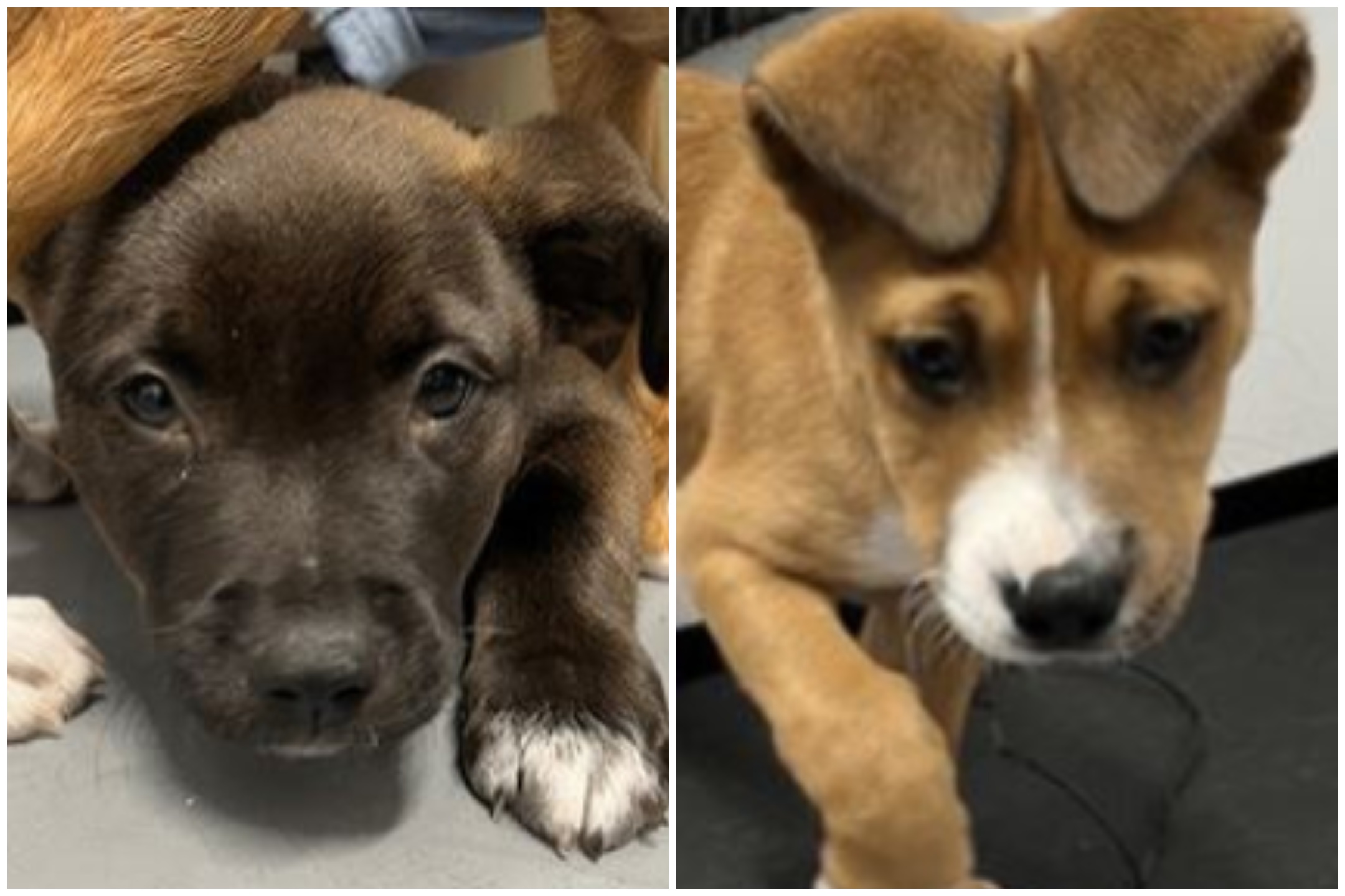 Trio Of Puppies Overdosing Multiple Times On 'Harmful Substances ...