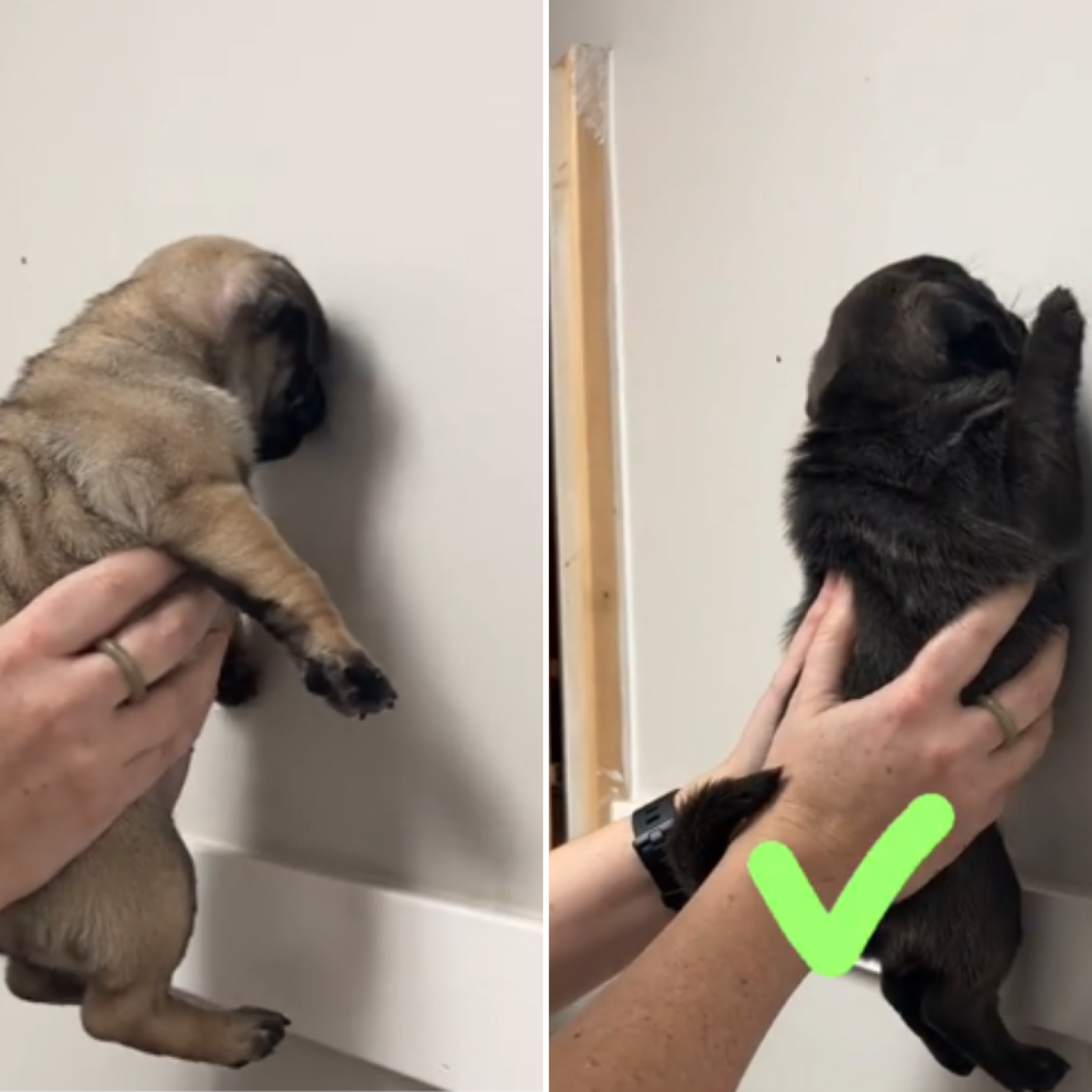 Hilarious pugs deals