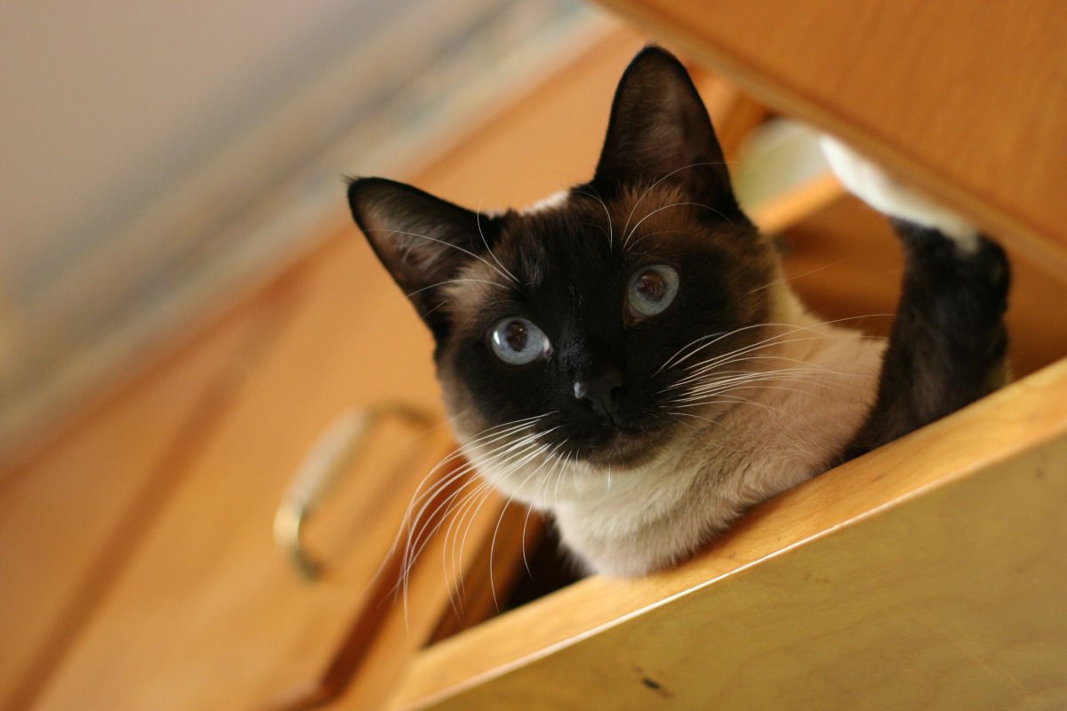 Siamese cat hiding in cabinet