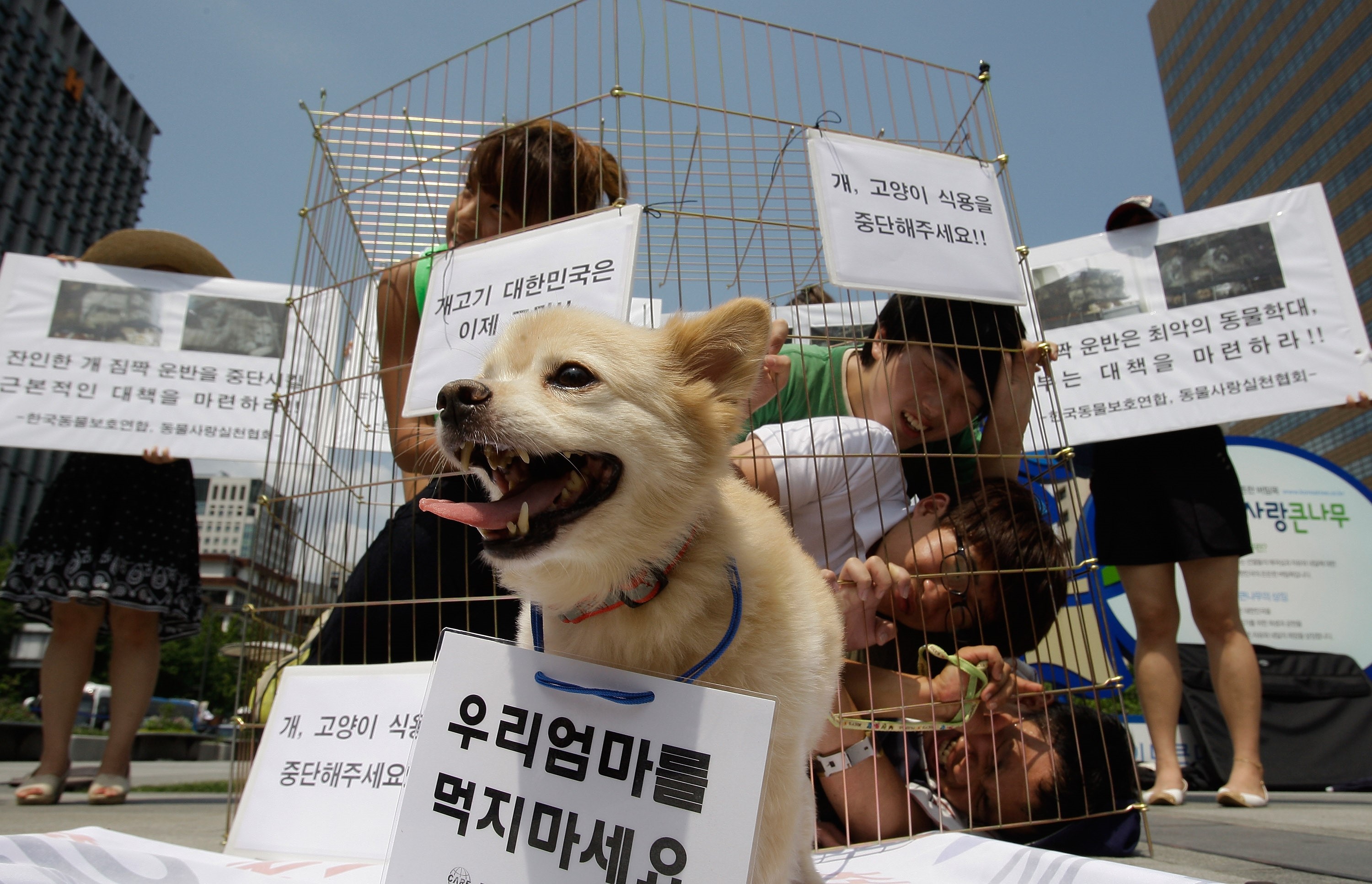 Dog Meat Banned in Historic Vote Newsweek