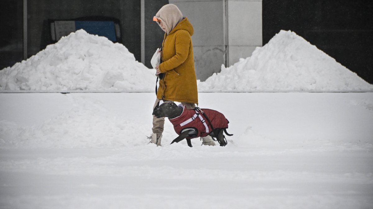 A woman walks her pet in Moscow