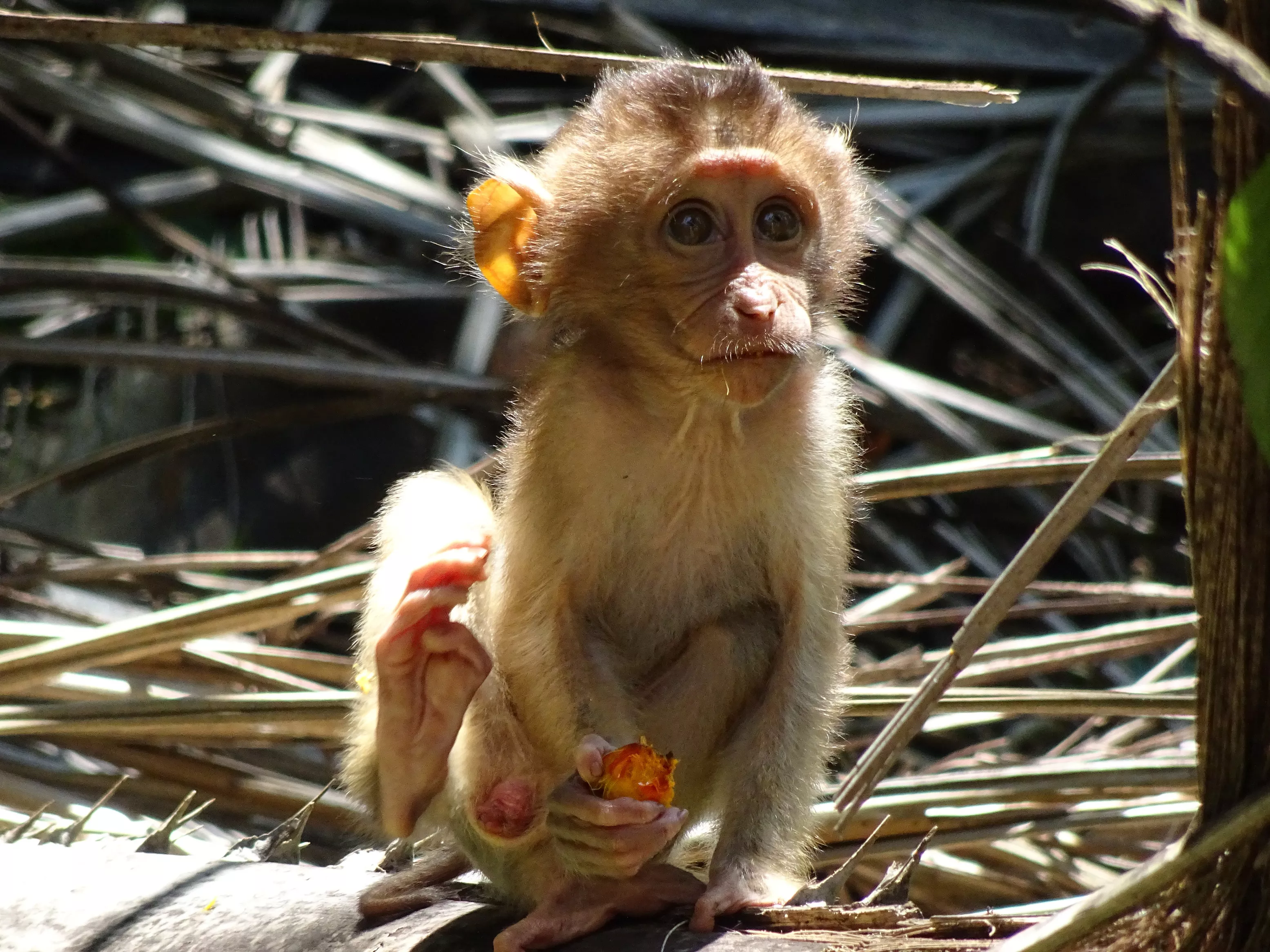Baby Monkeys Are Dying Because of Palm Oil Plantations - Vimarsana News