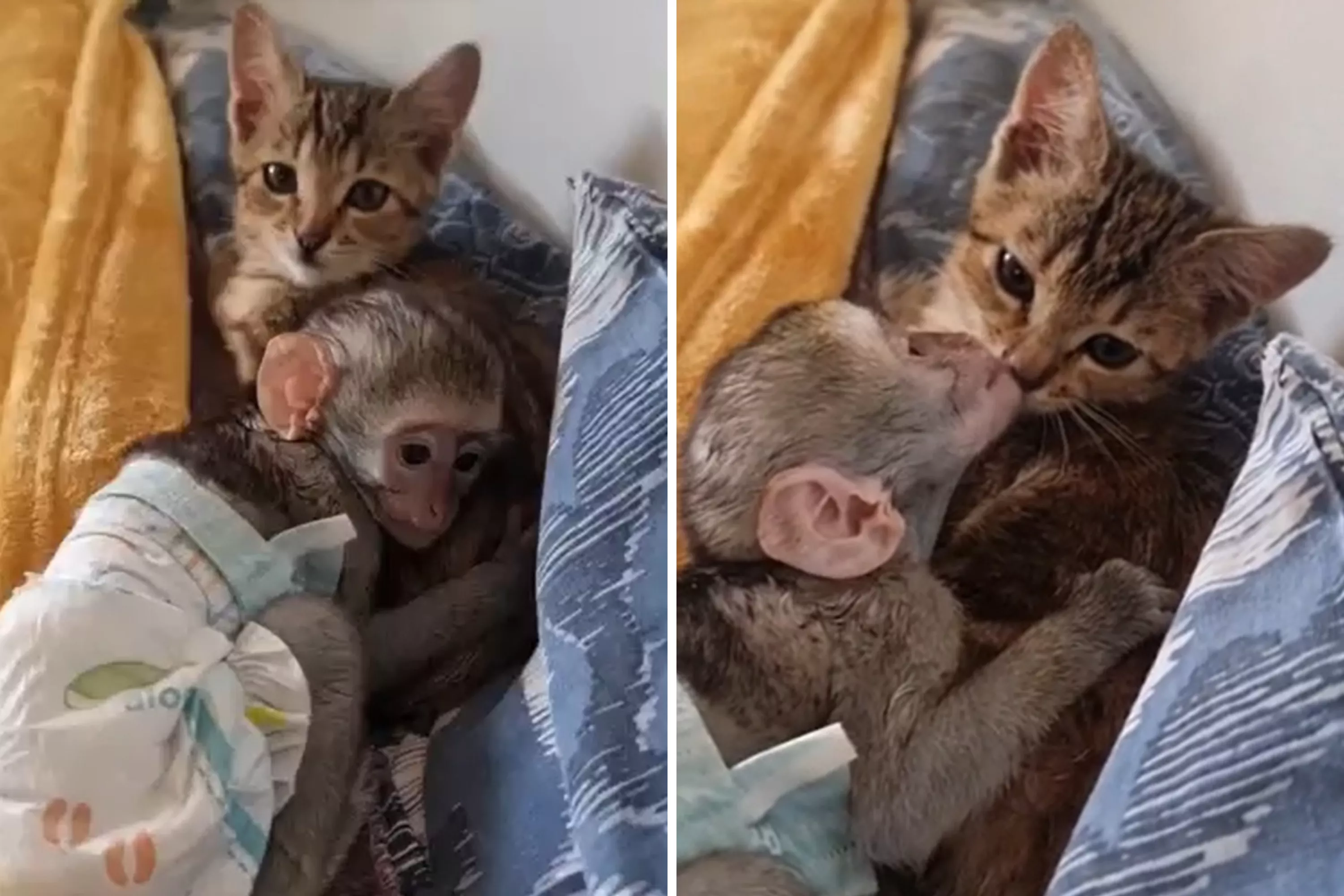 Kitten and Orphaned Baby Monkey 'Inseparable' After Both Lose Their Moms - Vimarsana News