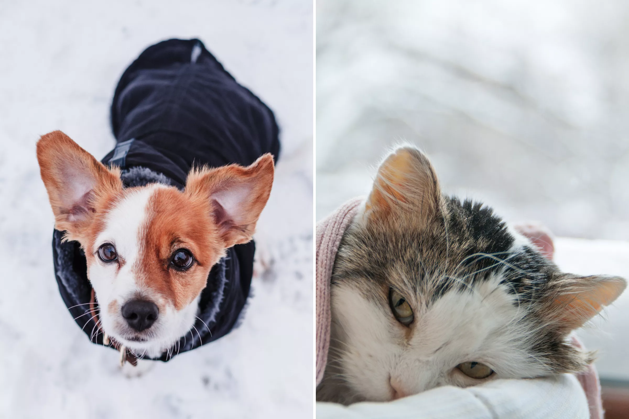 Police's Warning to Dog Owners About Deadly Conditions as Temperatures Drop - Vimarsana News