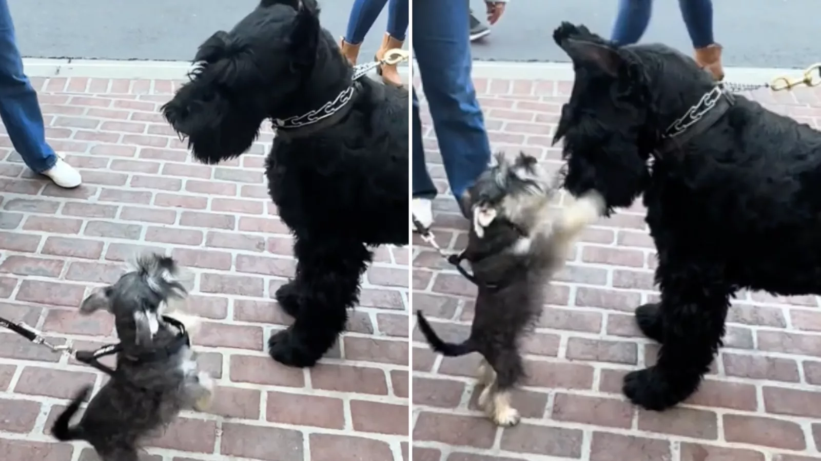 Schnauzer hot sale different sizes