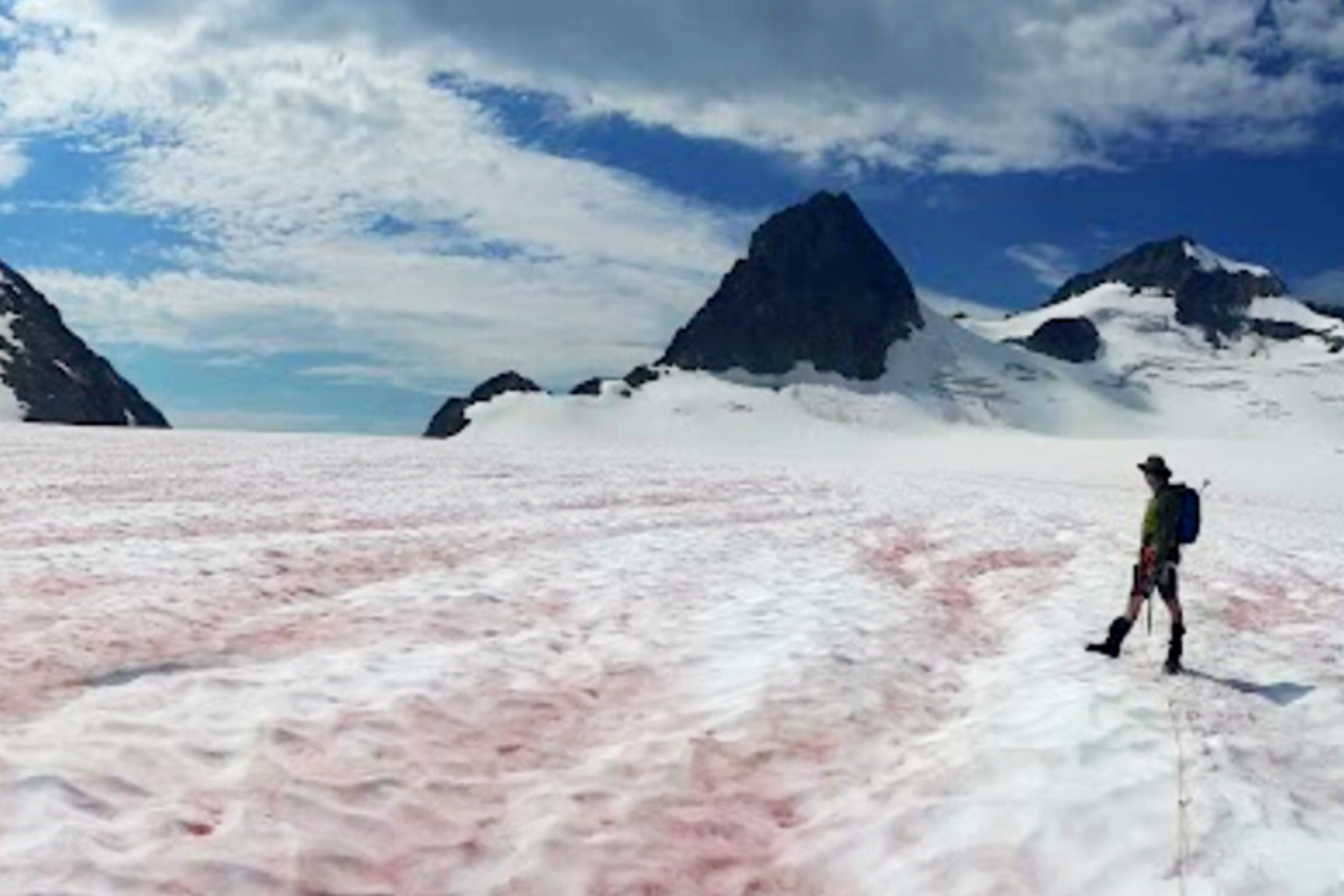 Watermelon Snow Is Threatening Glaciers within the US