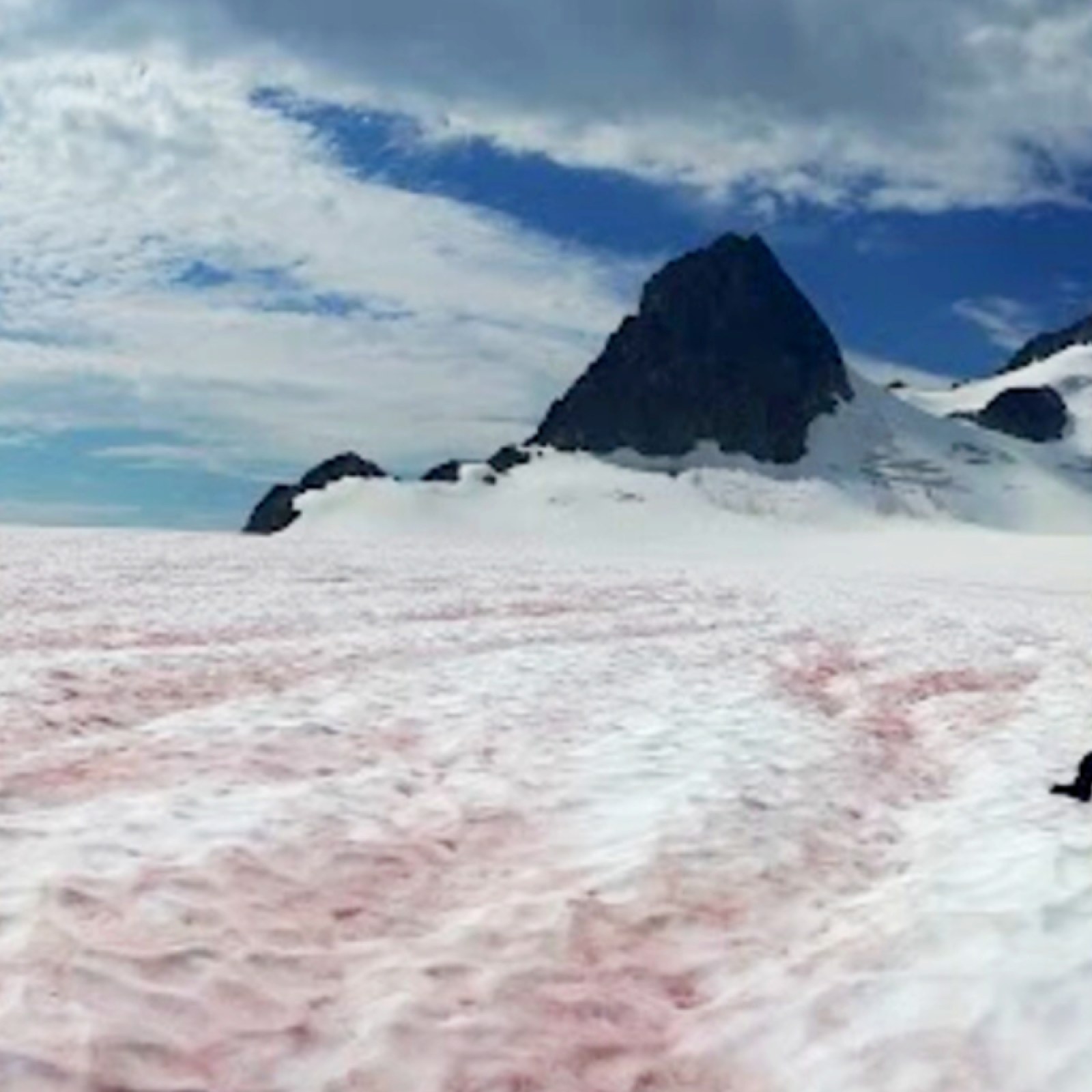 Watermelon snow фото - МетСтройСпб.ру