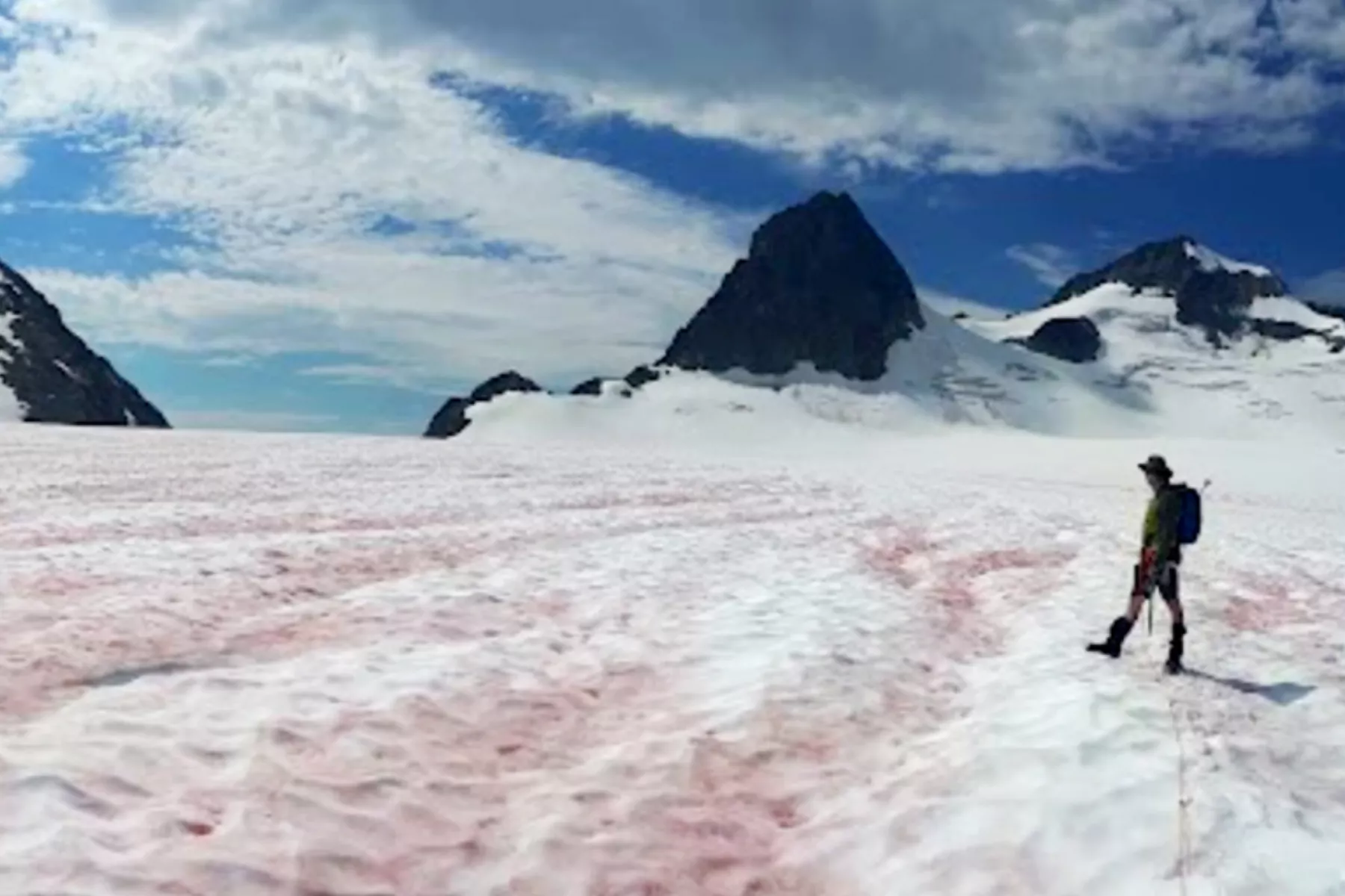 Watermelon Snow Is Threatening Glaciers in the US - Vimarsana News