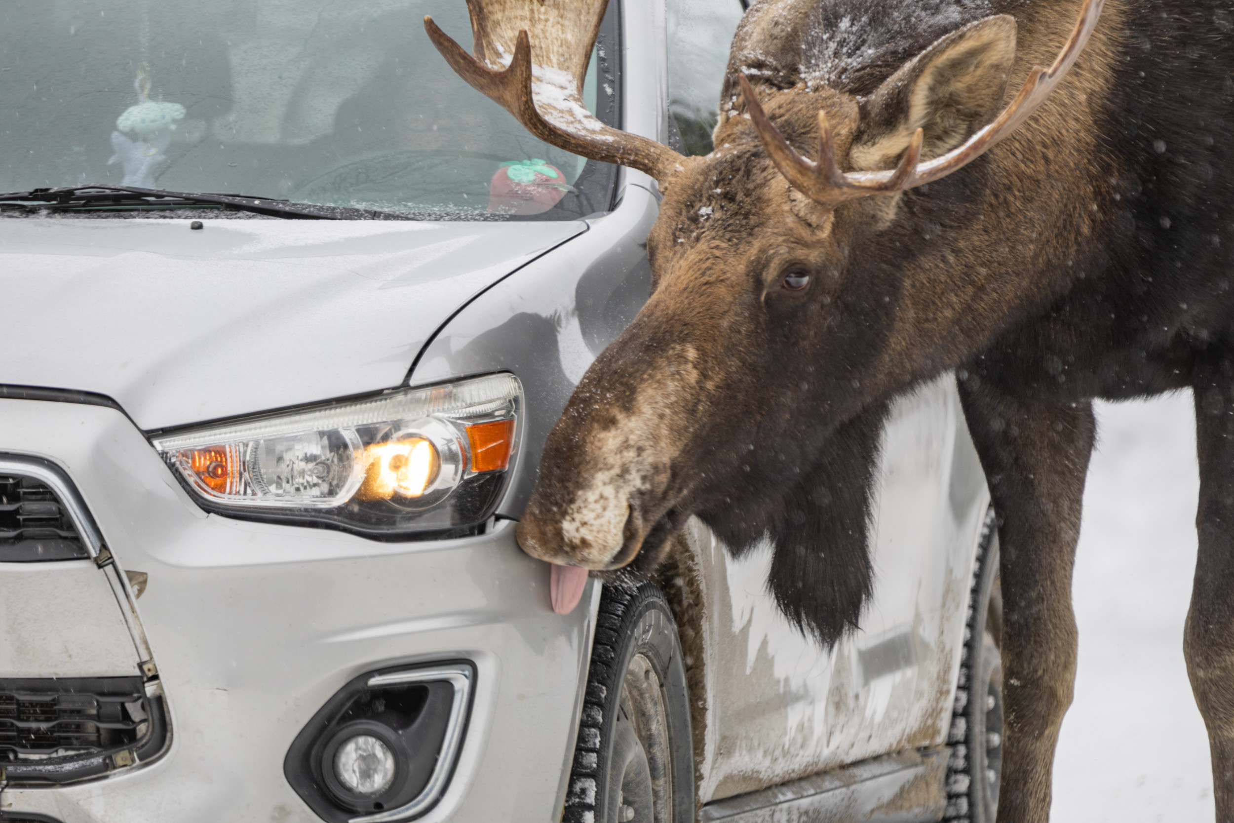 Moose Want To Lick Your Car Canadian Drivers Warned