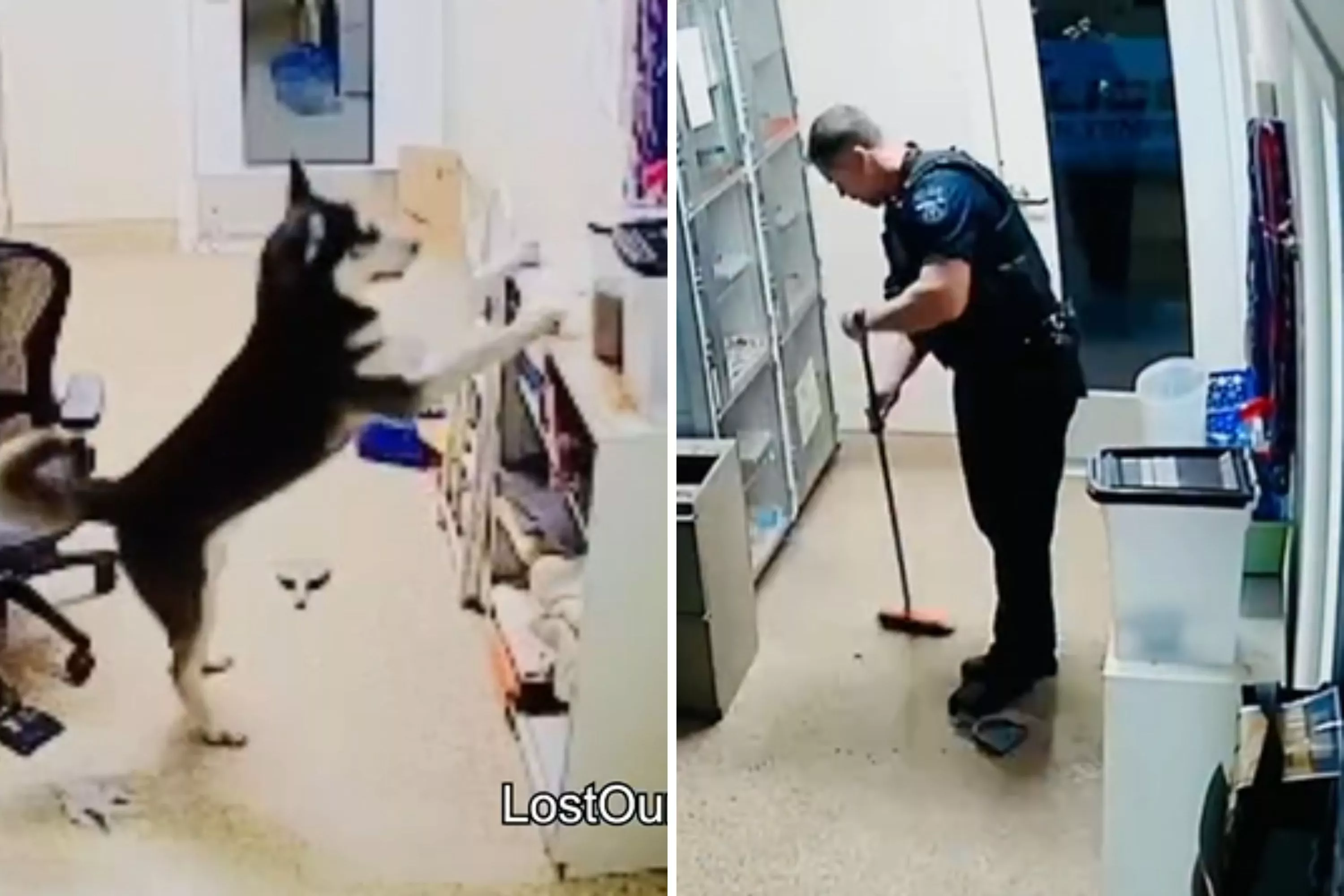 Husky Escapes Kennel on First Night, Sets Off 'Cutest Arrest Ever' - Vimarsana News