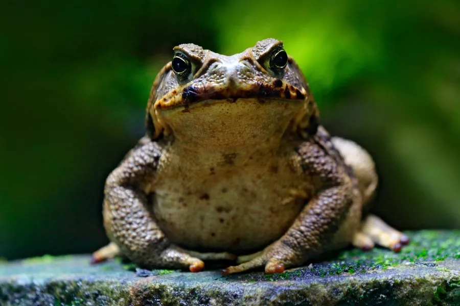 People Encouraged to Freeze Toads to Death in National Cull