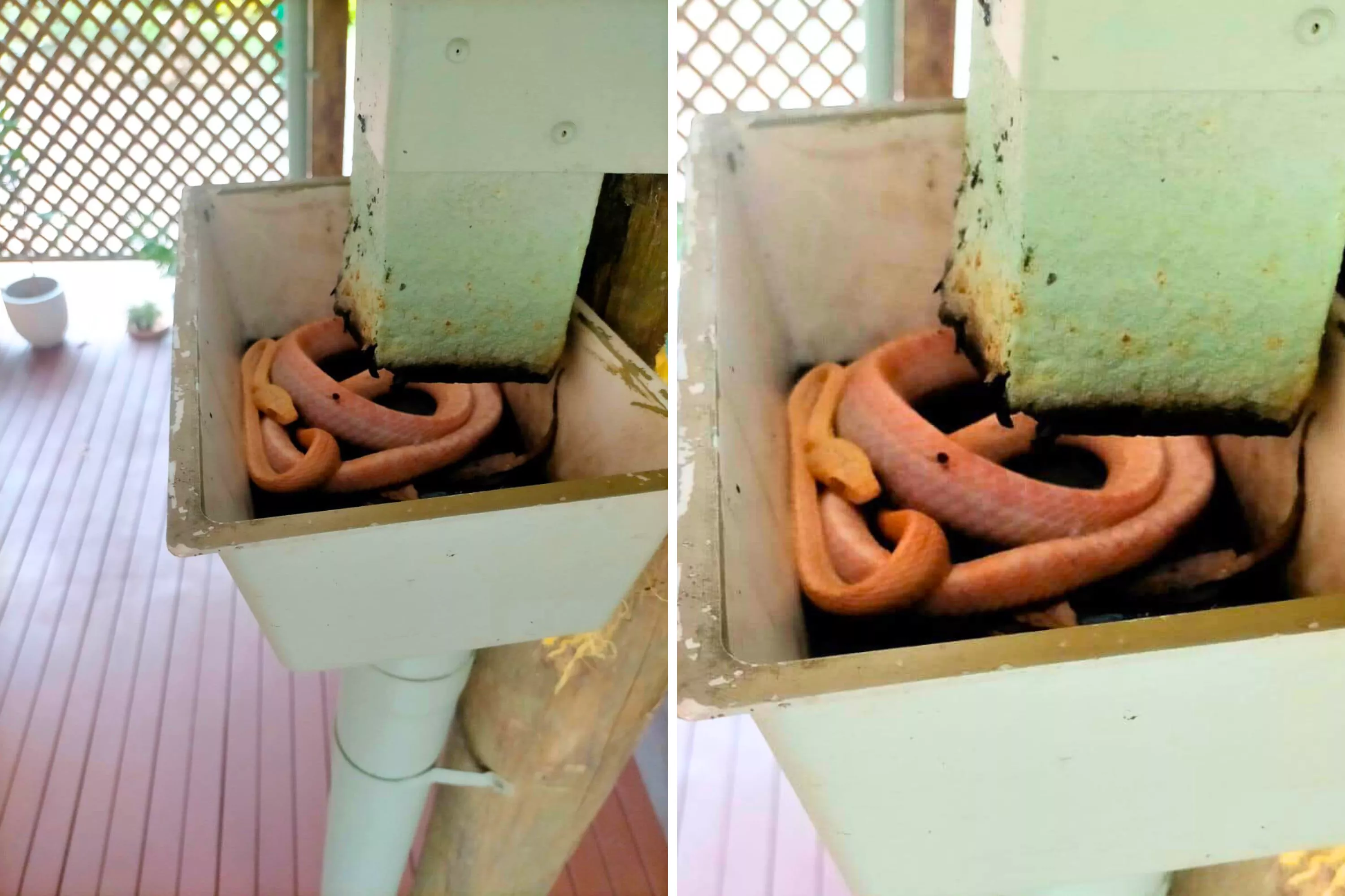 Couple Discover Rare Red-Eyed Snake Lurking Nearby During Lunch - Vimarsana News