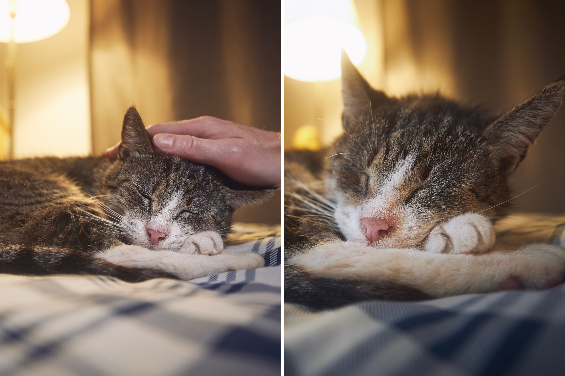 Internet Left ‘Crying’ Over 21-Year-Old Cat Who Has Watched Owner Grow Up