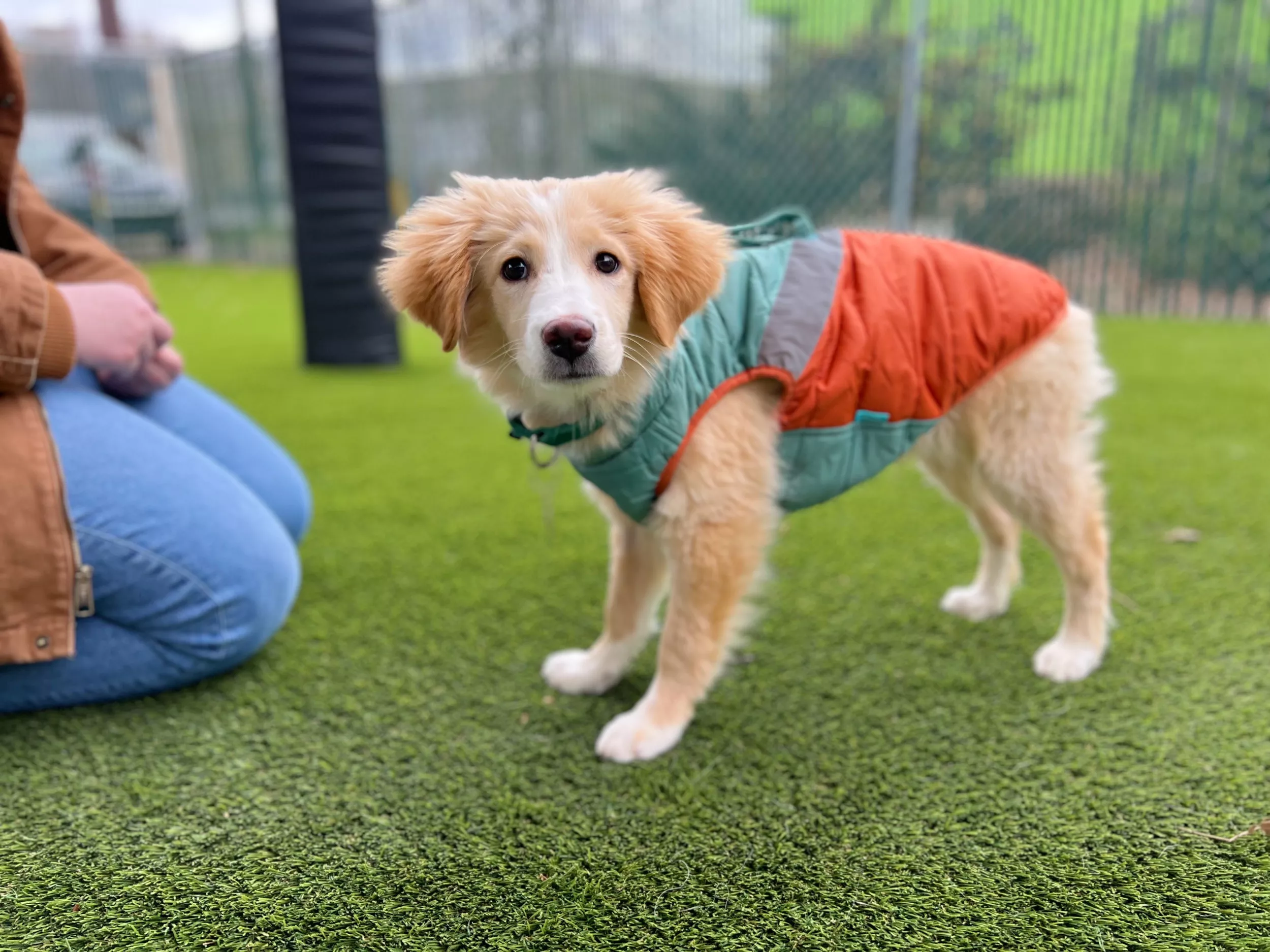 Unique Puppy Who Never Experienced 'Human Contact' Finds Forever Home - Vimarsana News