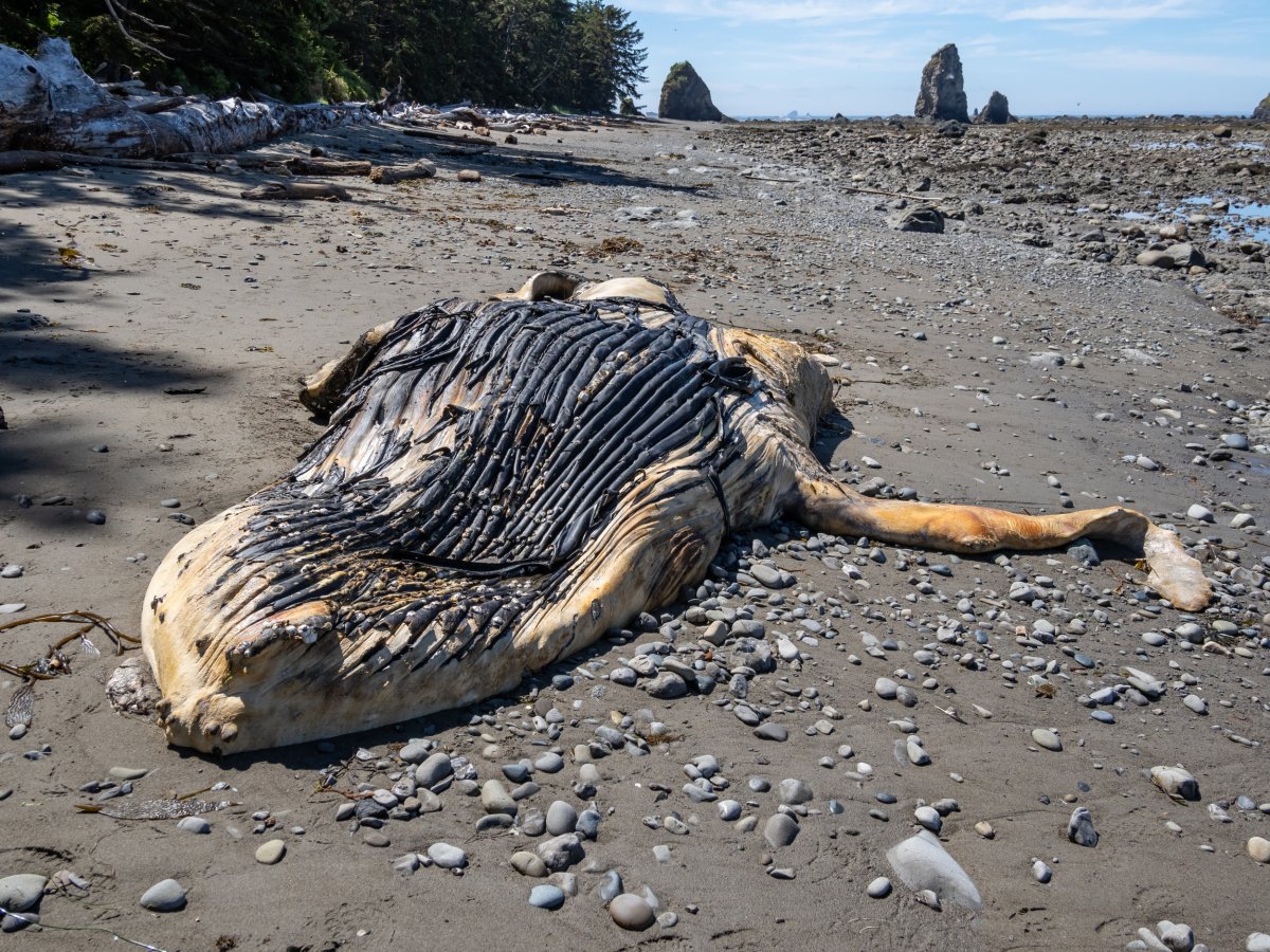 stranded blue whale on beach