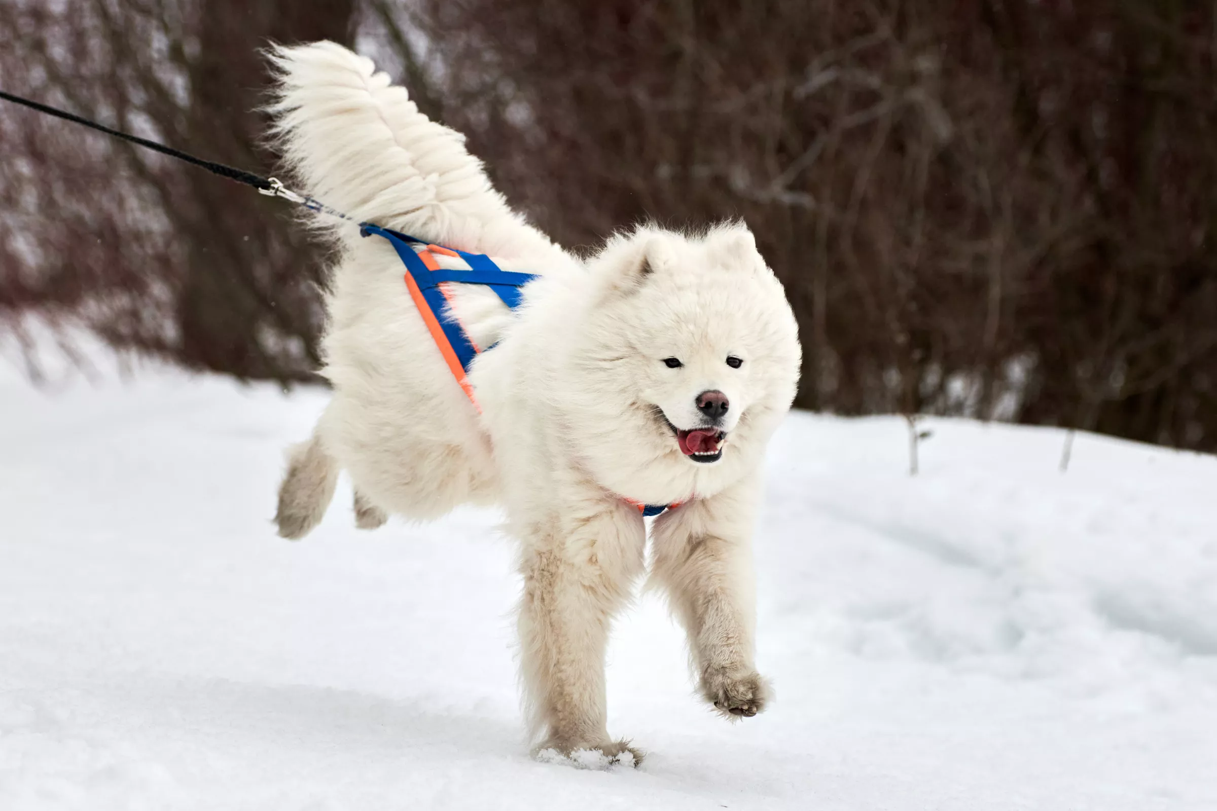 Skiing Samoyed Hitting The Slopes Delights Viewers Online - Vimarsana News