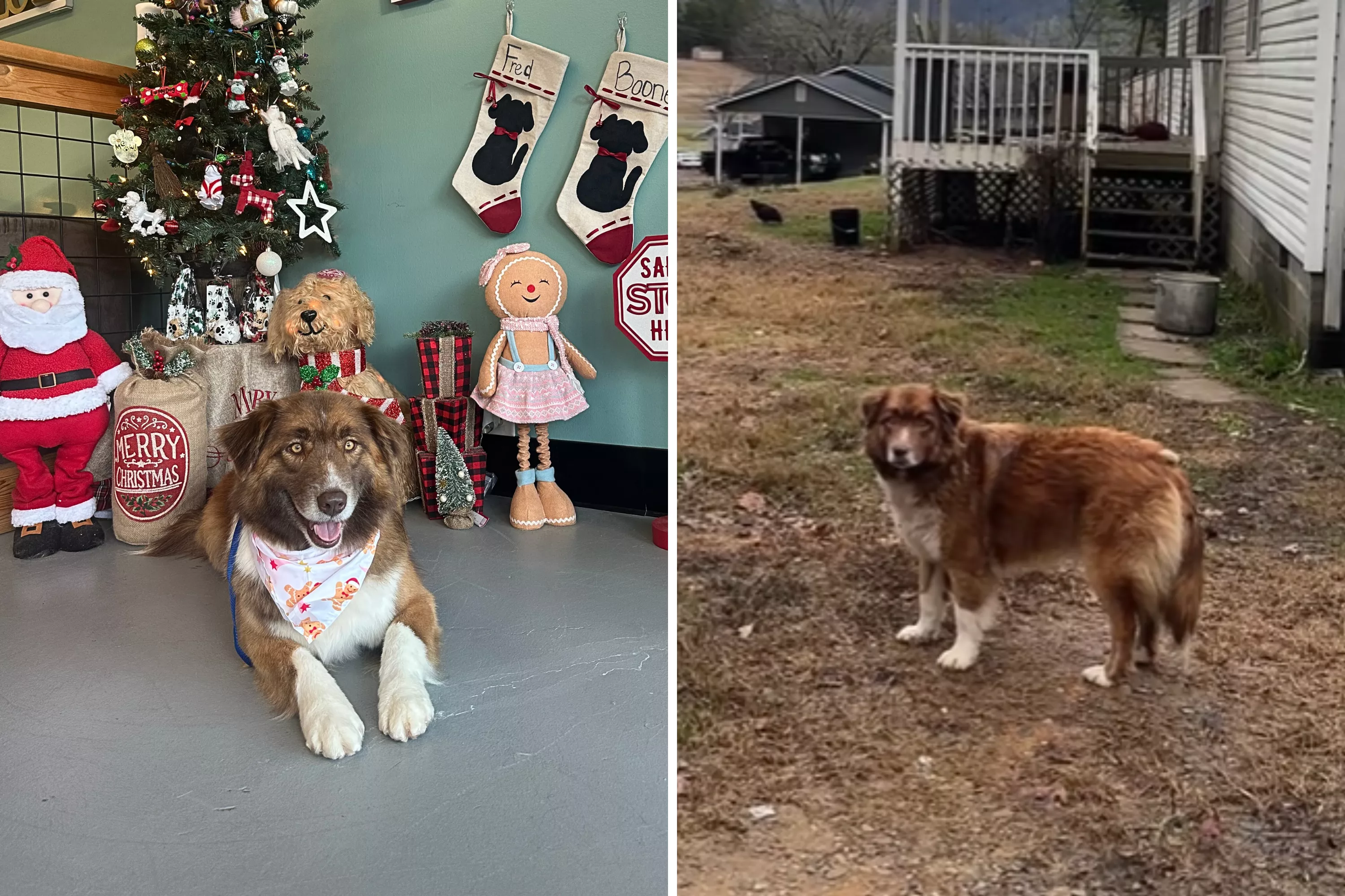 Tears as Abandoned Dog Patiently Waits on Porch for Owners Who Moved Away - Vimarsana News