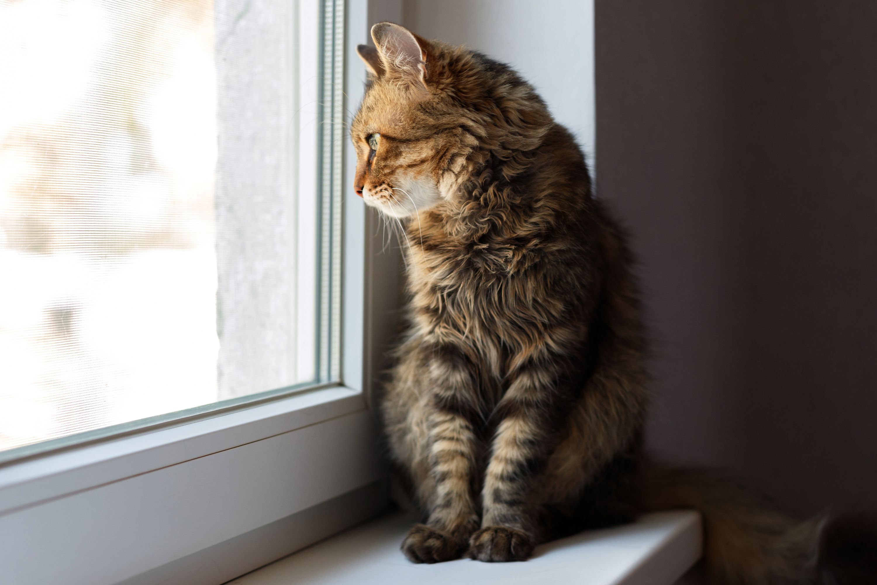 Кот смотрит в окно