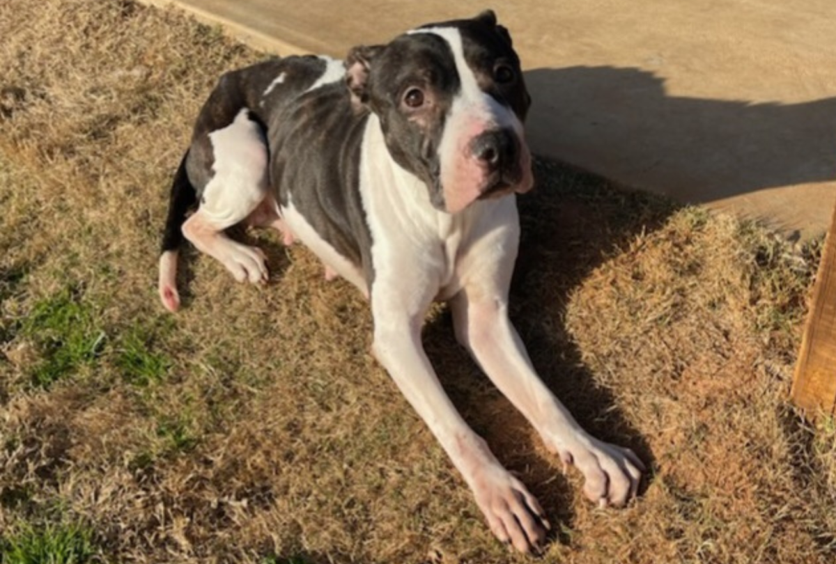 Pit Bull Survives After Being Abandoned  
