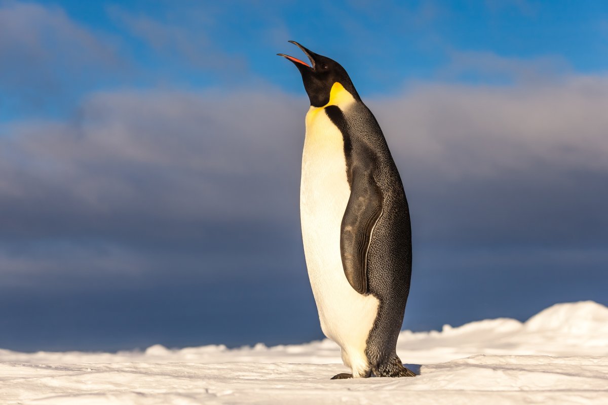 Emperor penguin calling on ice