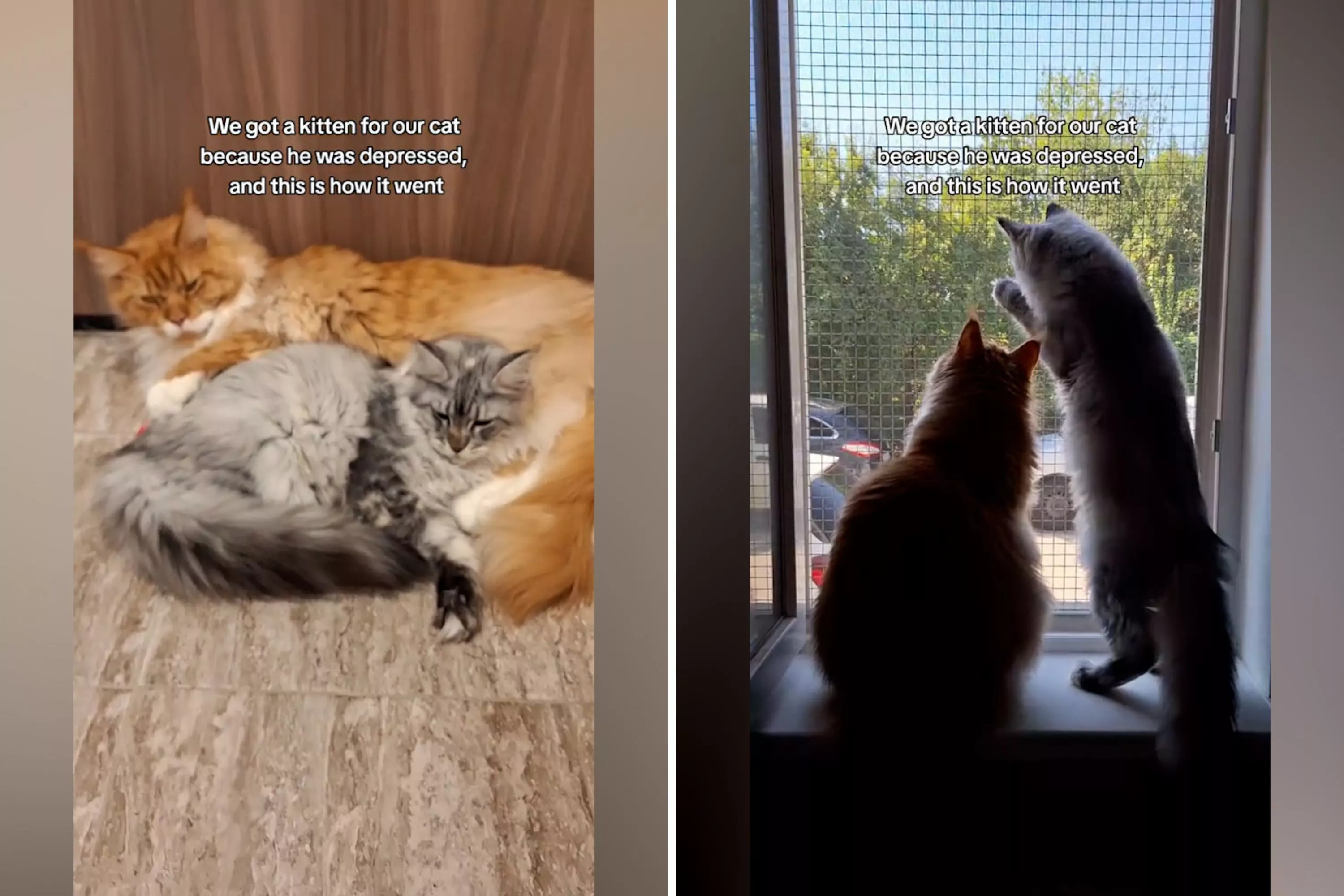 'Depressed' Cat's Transformation After Meeting New Kitten Melts Hearts - Vimarsana News