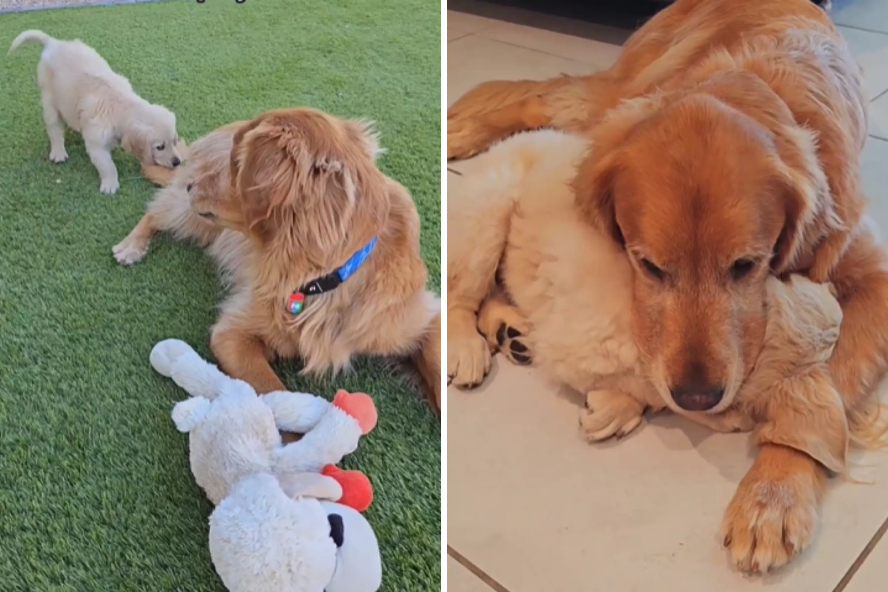 How Unfriendly Golden Retriever Finally Fell in Love With Puppy: 'Sobbing' - Vimarsana News