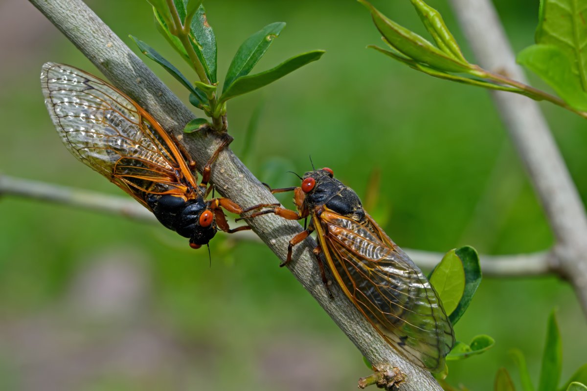 two cicadas on a branch