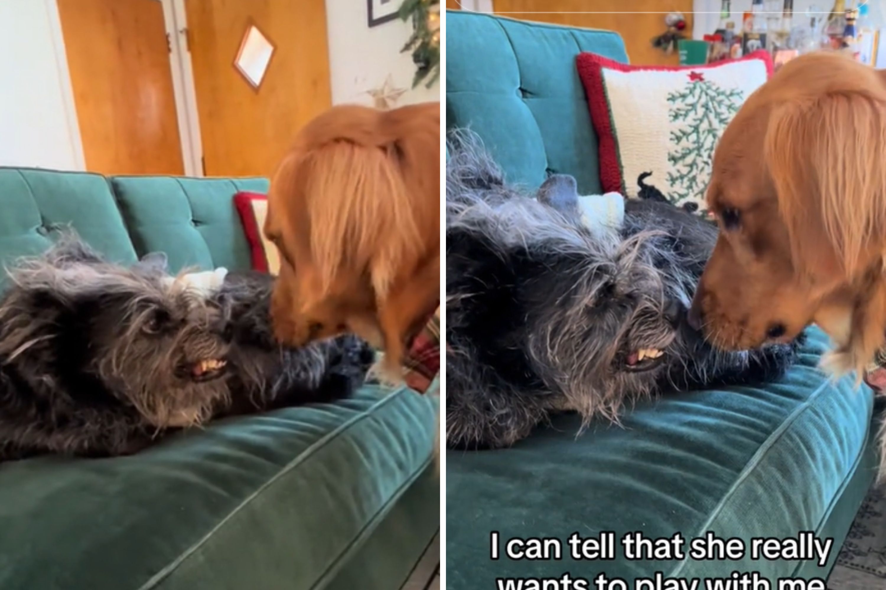 Senior Dog Is Totally Over Golden Retriever's Energy 'She Is the Boss