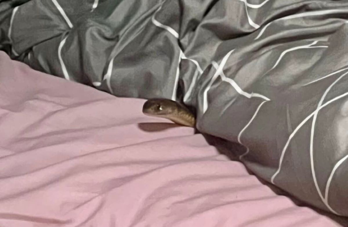 Woman Bitten in Her Bed by Deadly Snake Left in Serious Condition Woman Bitten in Her Bed by Deadly Snake Left in Serious Condition