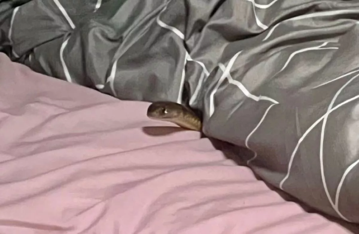 Woman Bitten in Her Bed by Deadly Snake Left in Serious Condition - Vimarsana News