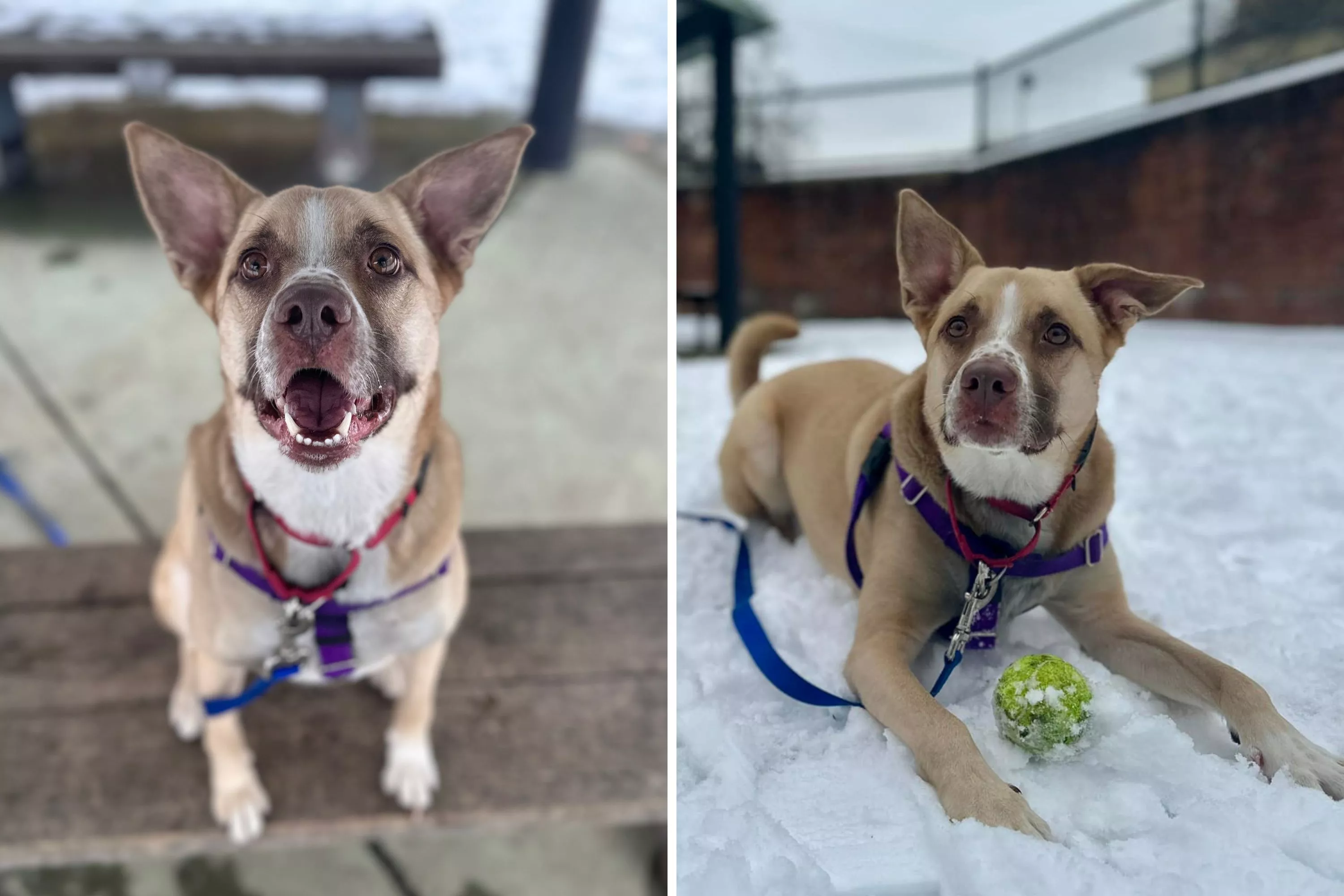 Face of Husky Adopted and Then Returned to Shelter: 'Not His Fault' - Vimarsana News