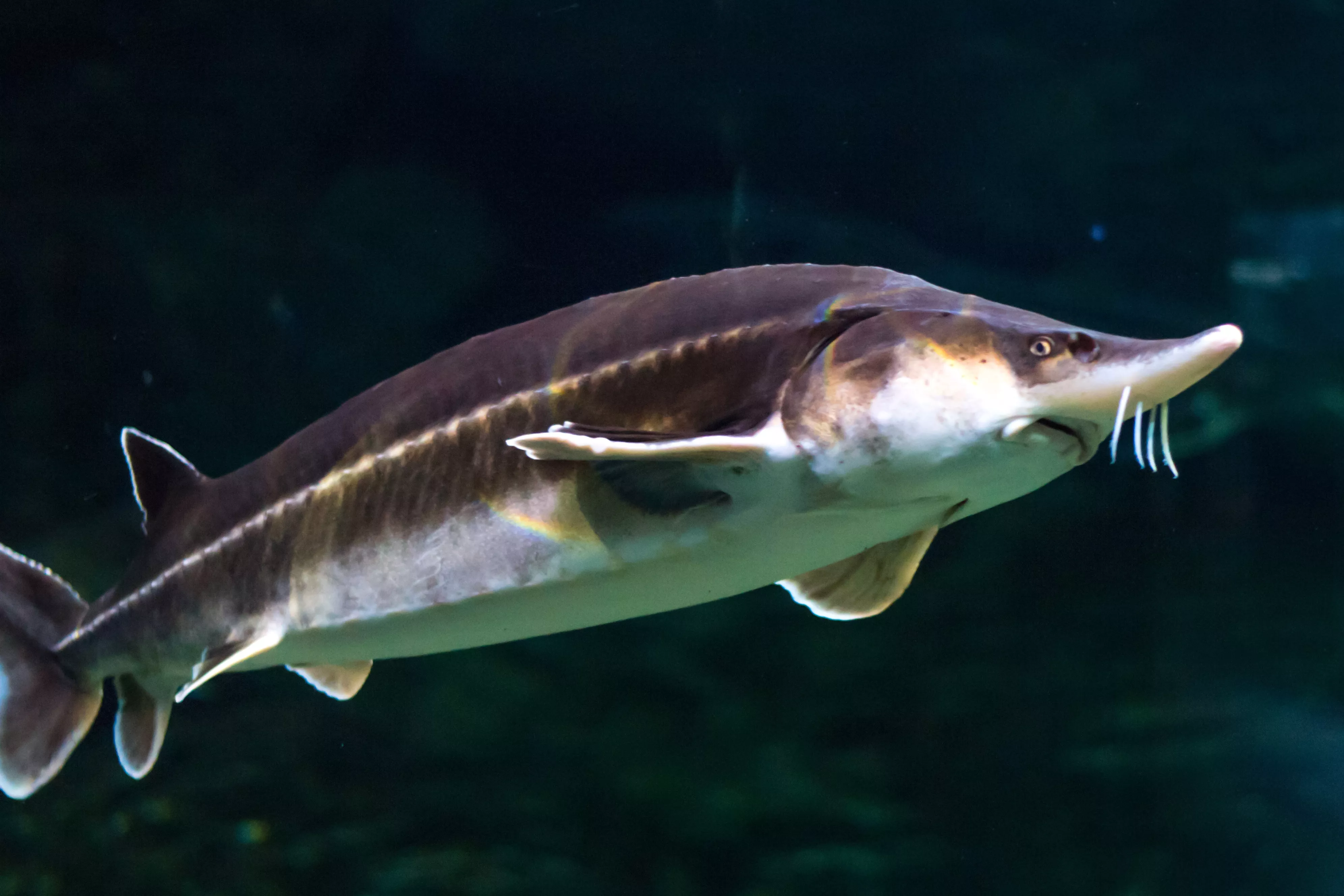 'Dinosaur Skin' Fossil Turns Out to Be Skull of Huge Prehistoric Fish - Vimarsana News