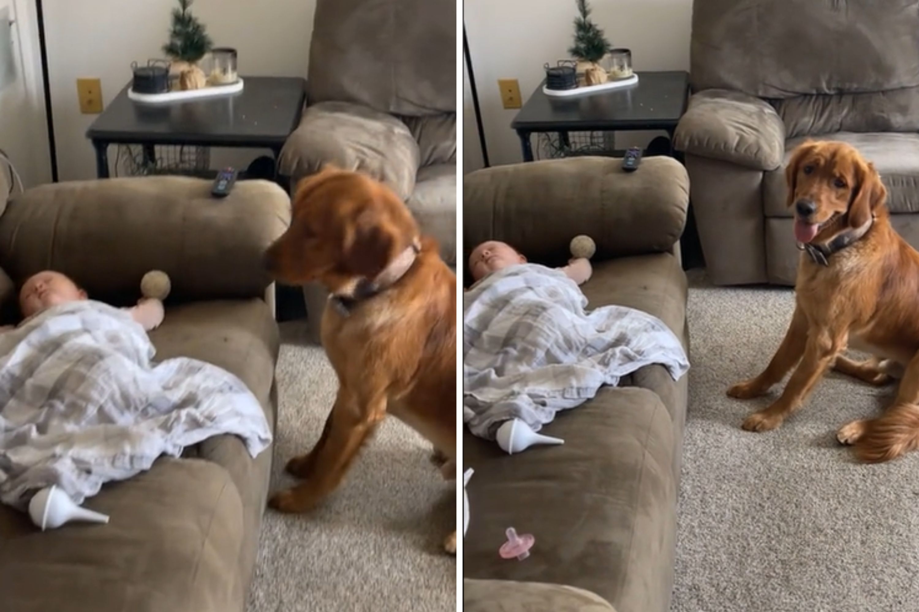 Golden retriever playing with 2024 baby