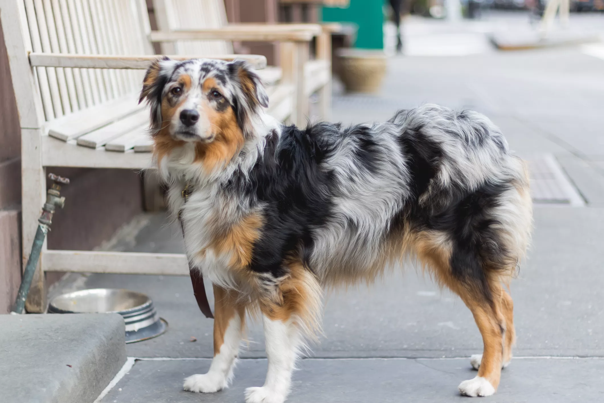 American Shepherd Dog Trying to 'Irish Dance' Has Internet in Stitches - Vimarsana News