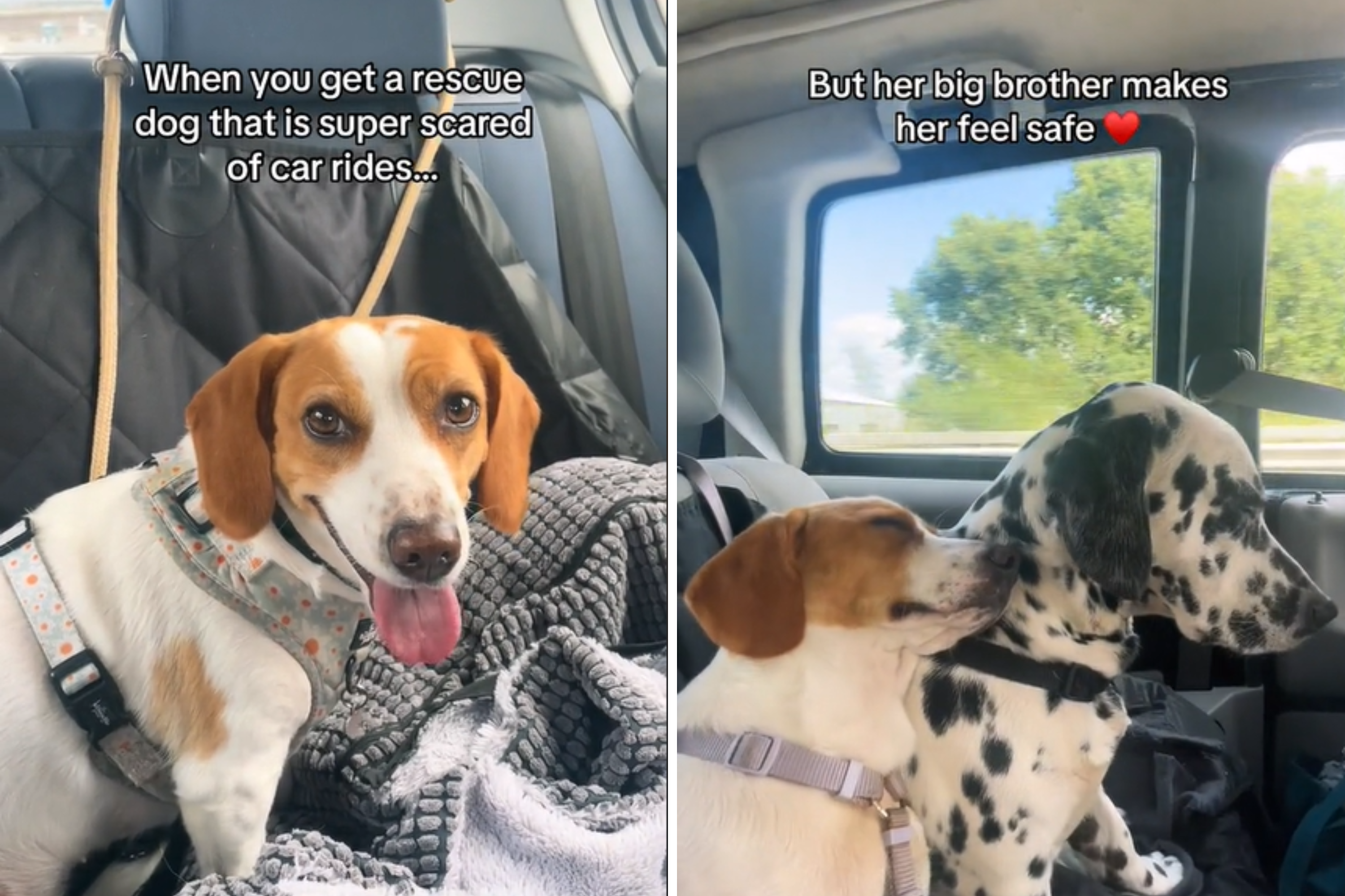 Hearts Melt As Dog Comforts Rescue Sister Scared Of Car Rides Hearts Melt As Dog Comforts Rescue Sister Scared Of Car Rides