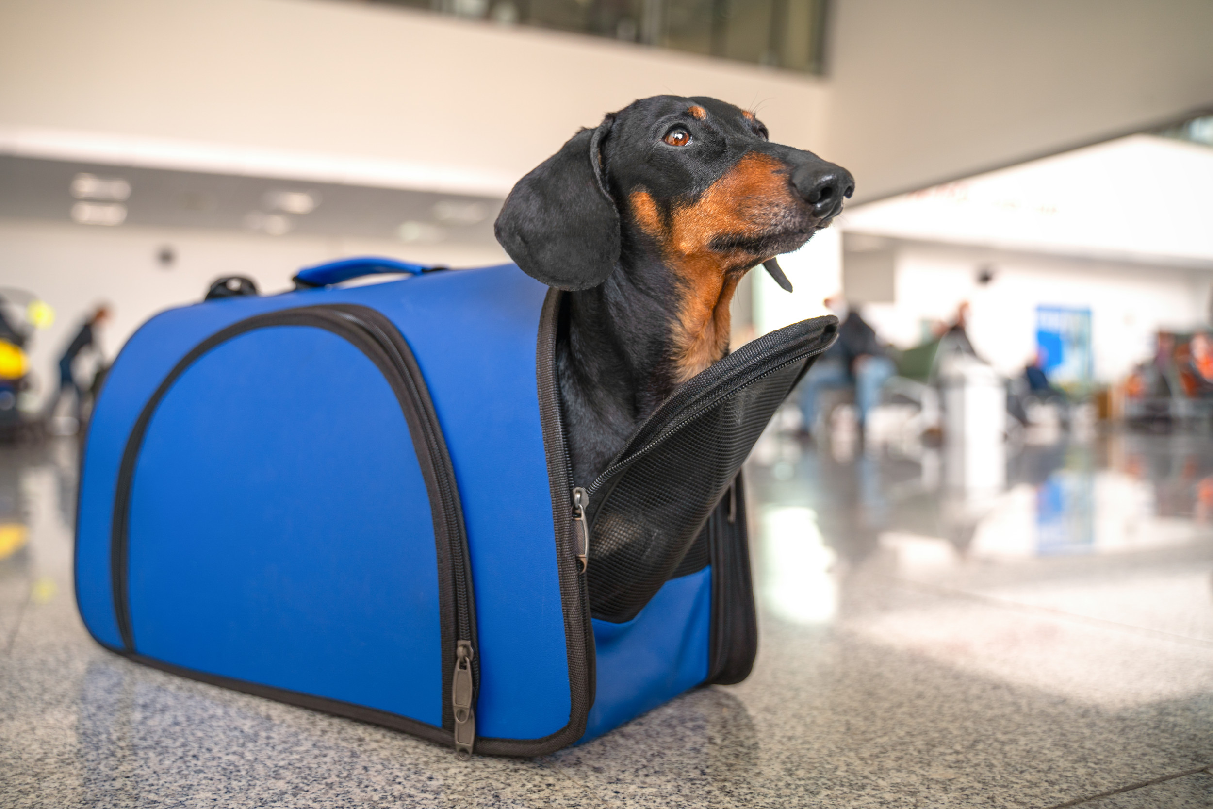 Dachshund airline outlet carrier