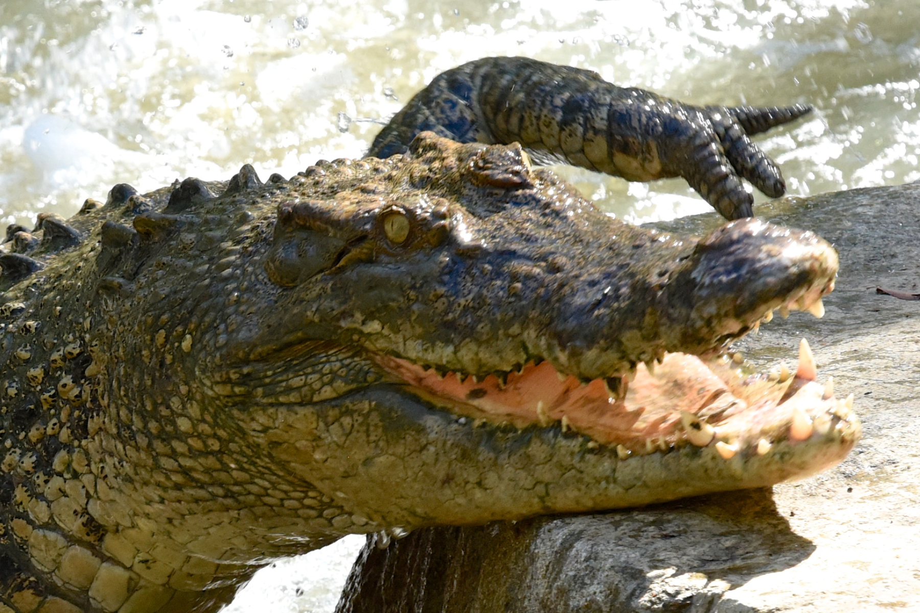 Crocodile Assault Leaves Boy, Aged 9, in Important Situation