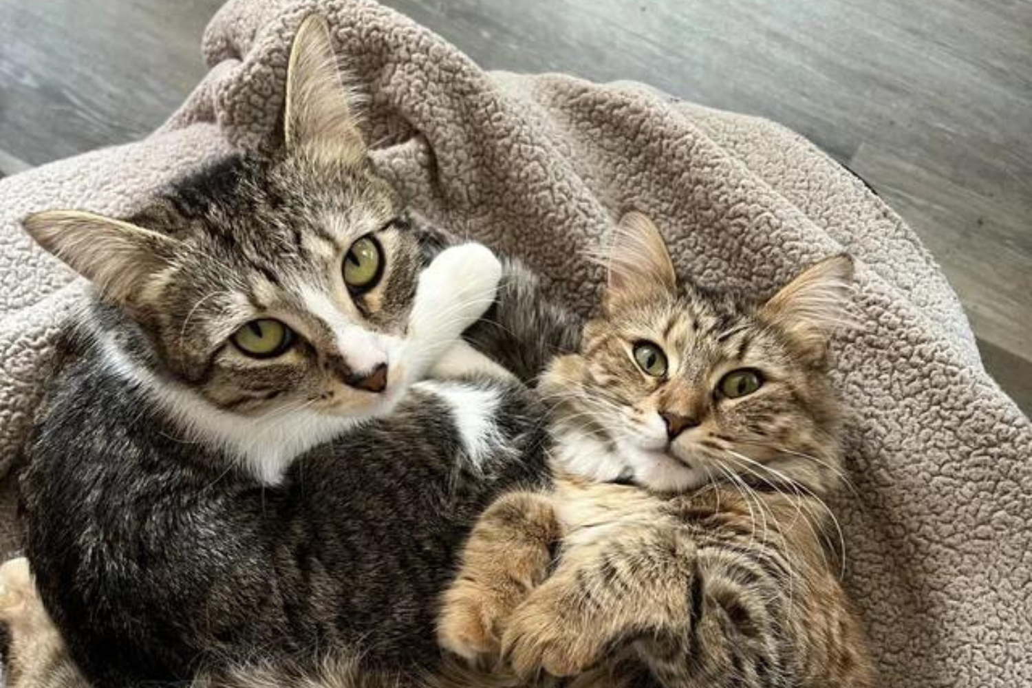 Wild Theories Swirl About Why Cats From Same Litter Look So Different