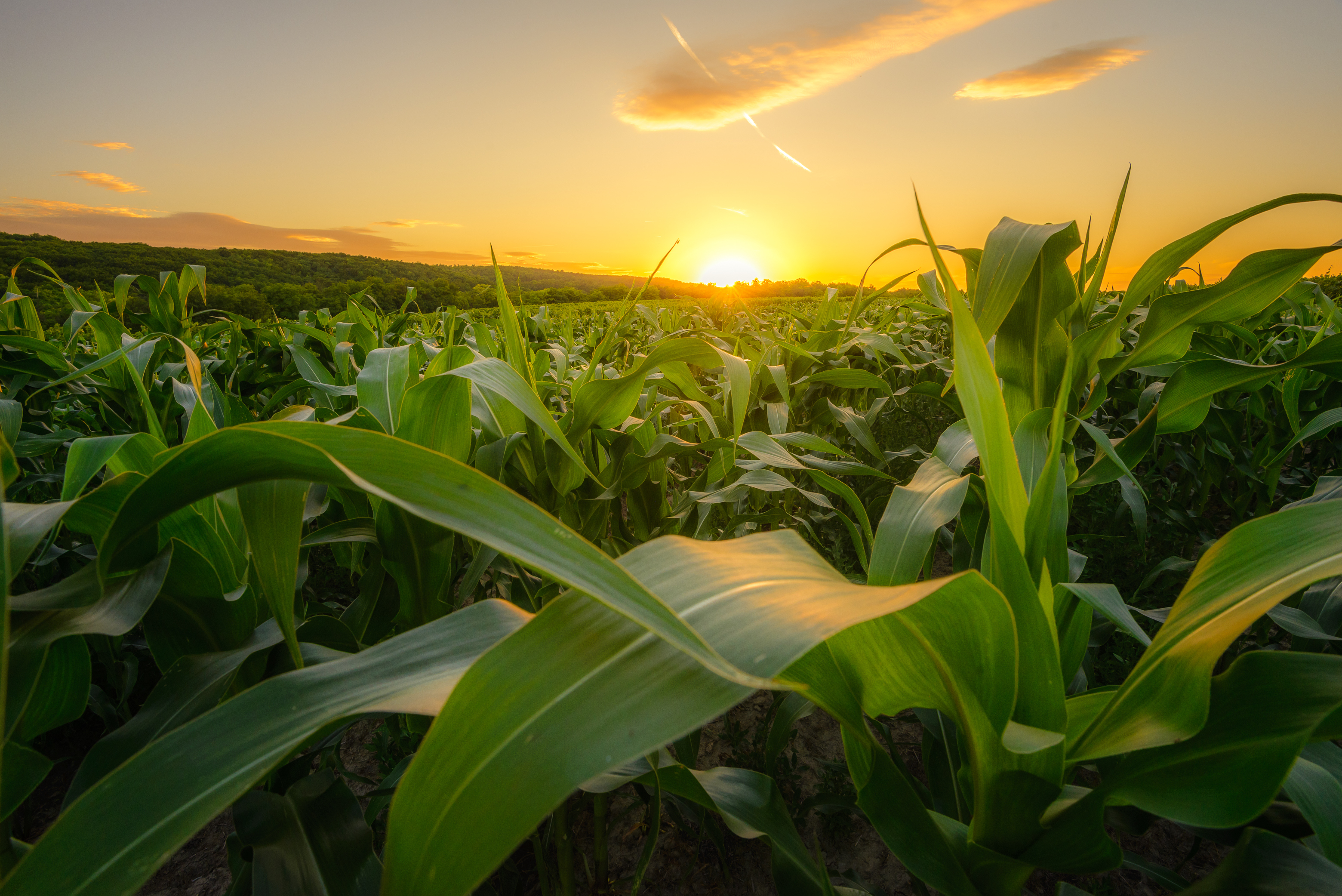 Crop Yields at Risk in Kansas, Nebraska and Texas, Scientists Warn