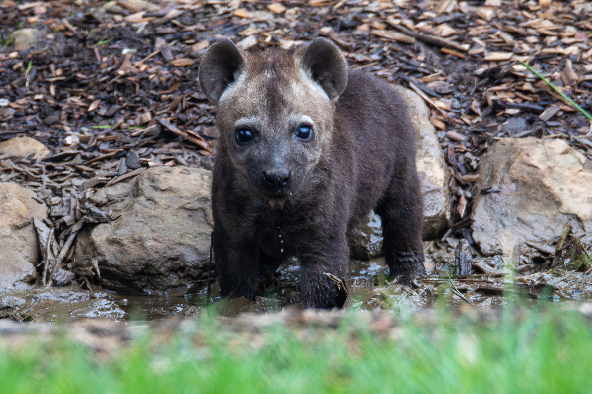 Woman buys a puppy on Craigslist — It turns out to be a Hyena