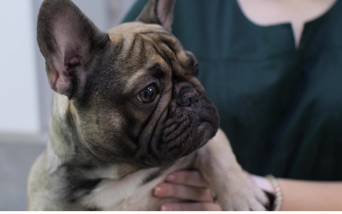 Laughter Over Bulldog Guilty of Being the Most 'Dramatic' at the Vet ...