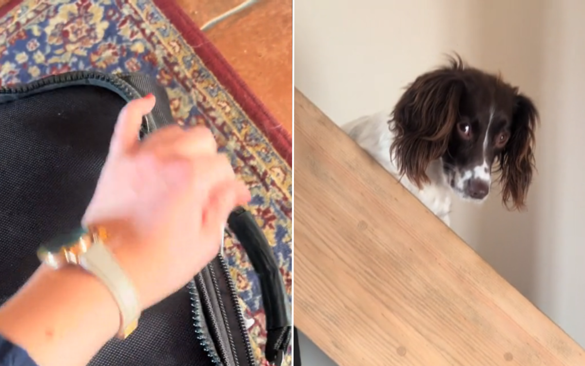 Dog Has Heartbreaking Reaction to Owner Taking Out Suitcase: 'She Knows