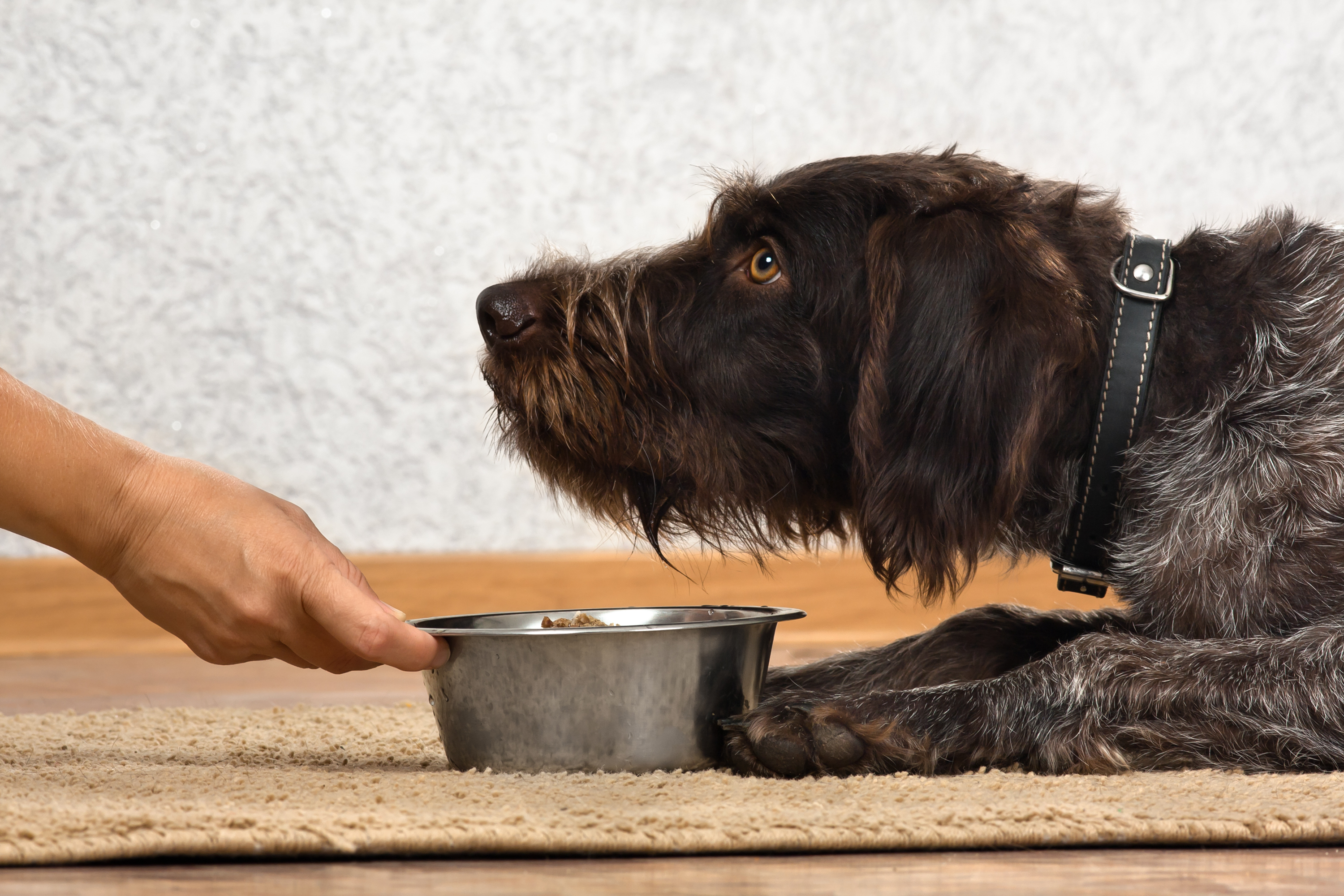 Only Way Senior Dog Will Eat Dinner Has Internet in Hysterics