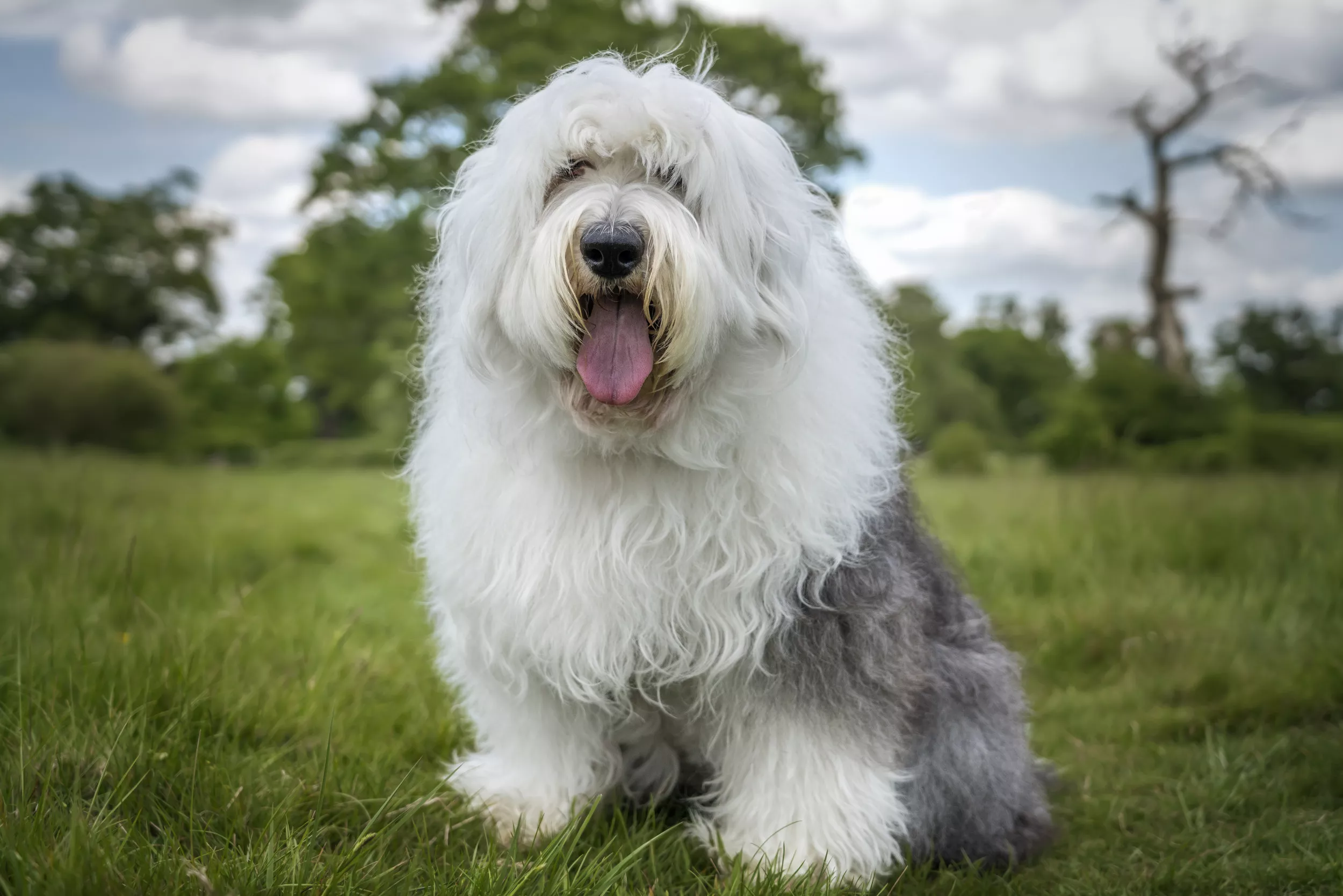 English Sheepdog Owner's Unexpected Approach to Keeping Him Clean on Walk - Vimarsana News