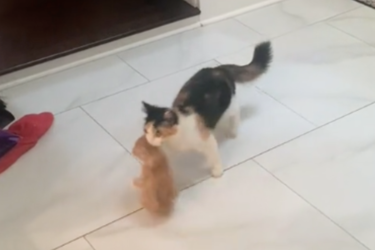 Cat carrying kitten