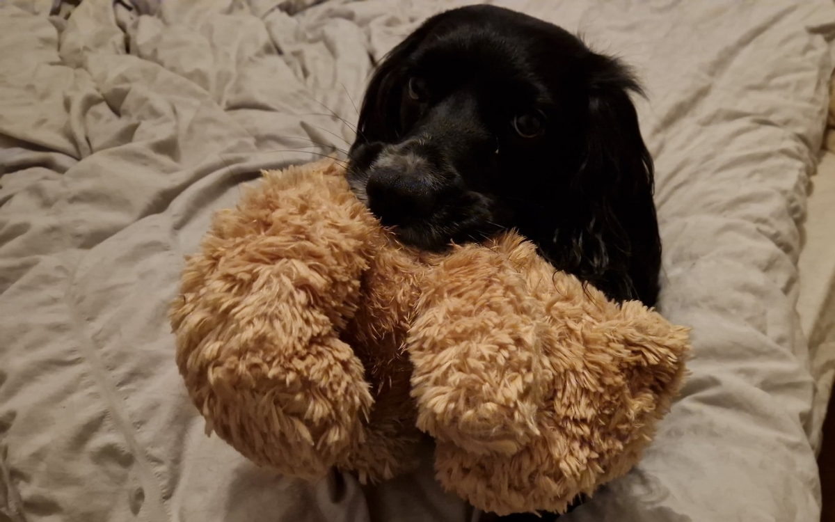 Man Takes Adorable Photo of His Dog, Then He Notices a Photobomber