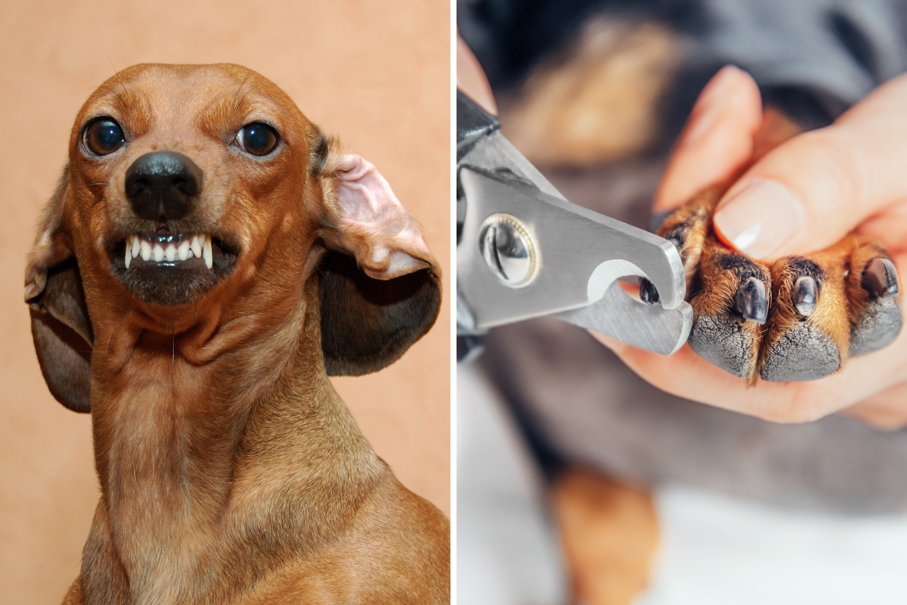 cutting dogs nails | Discover