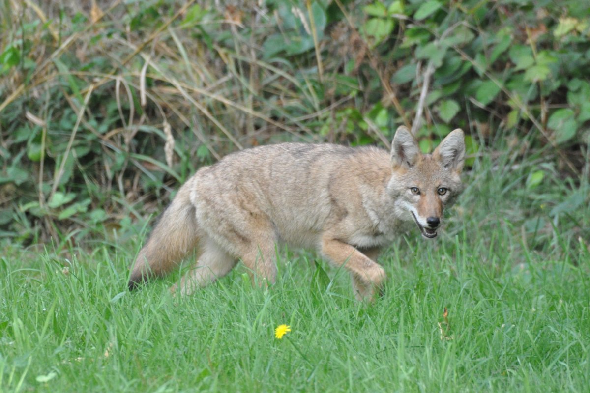 Coyote walking in backyard