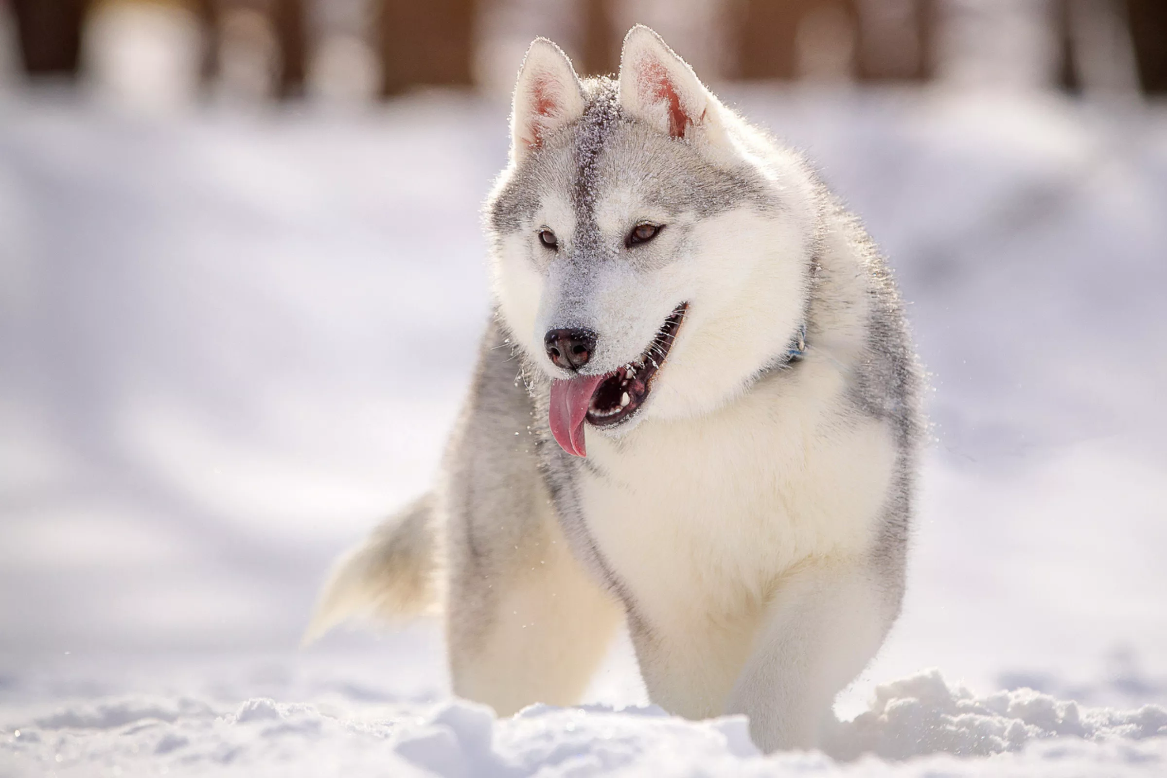 Laughter at Husky and Labrador's Very Different Reaction to Cold Weather - Vimarsana News